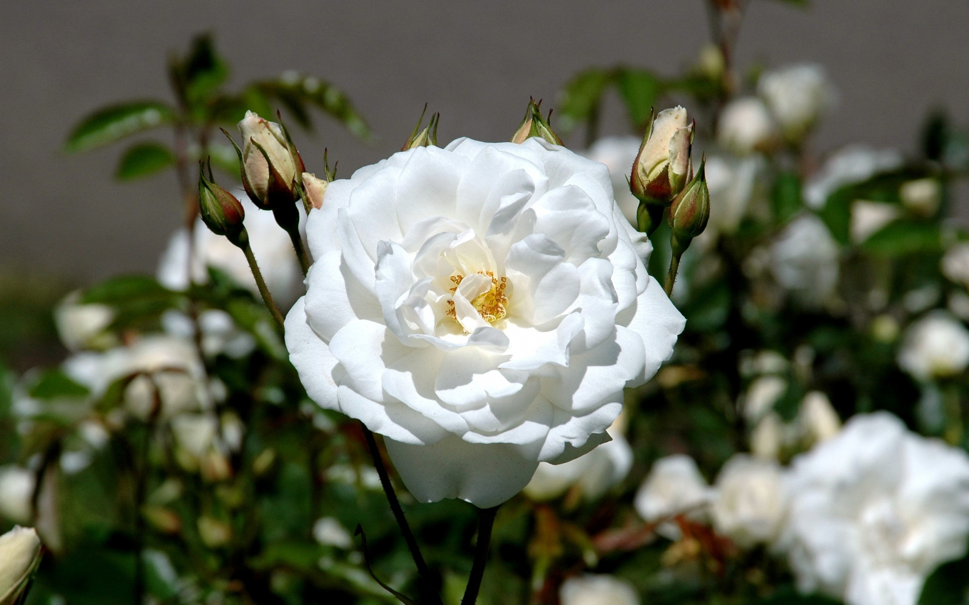 Laden Sie das Natur, Blumen, Rose, Knospe, Blatt, Weiße Blume, Erde/natur-Bild kostenlos auf Ihren PC-Desktop herunter