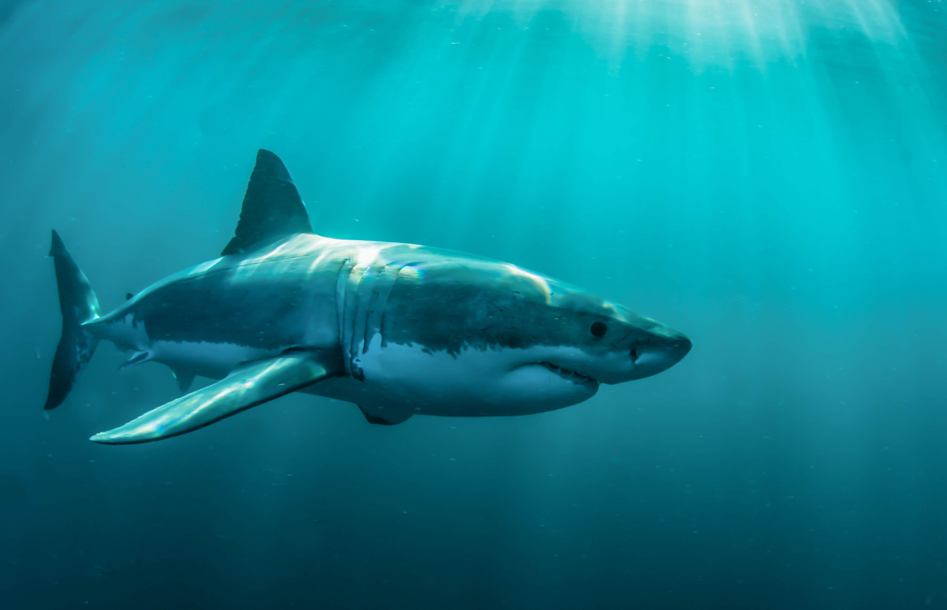 Laden Sie das Tiere, Unterwasser, Hai, Haie-Bild kostenlos auf Ihren PC-Desktop herunter