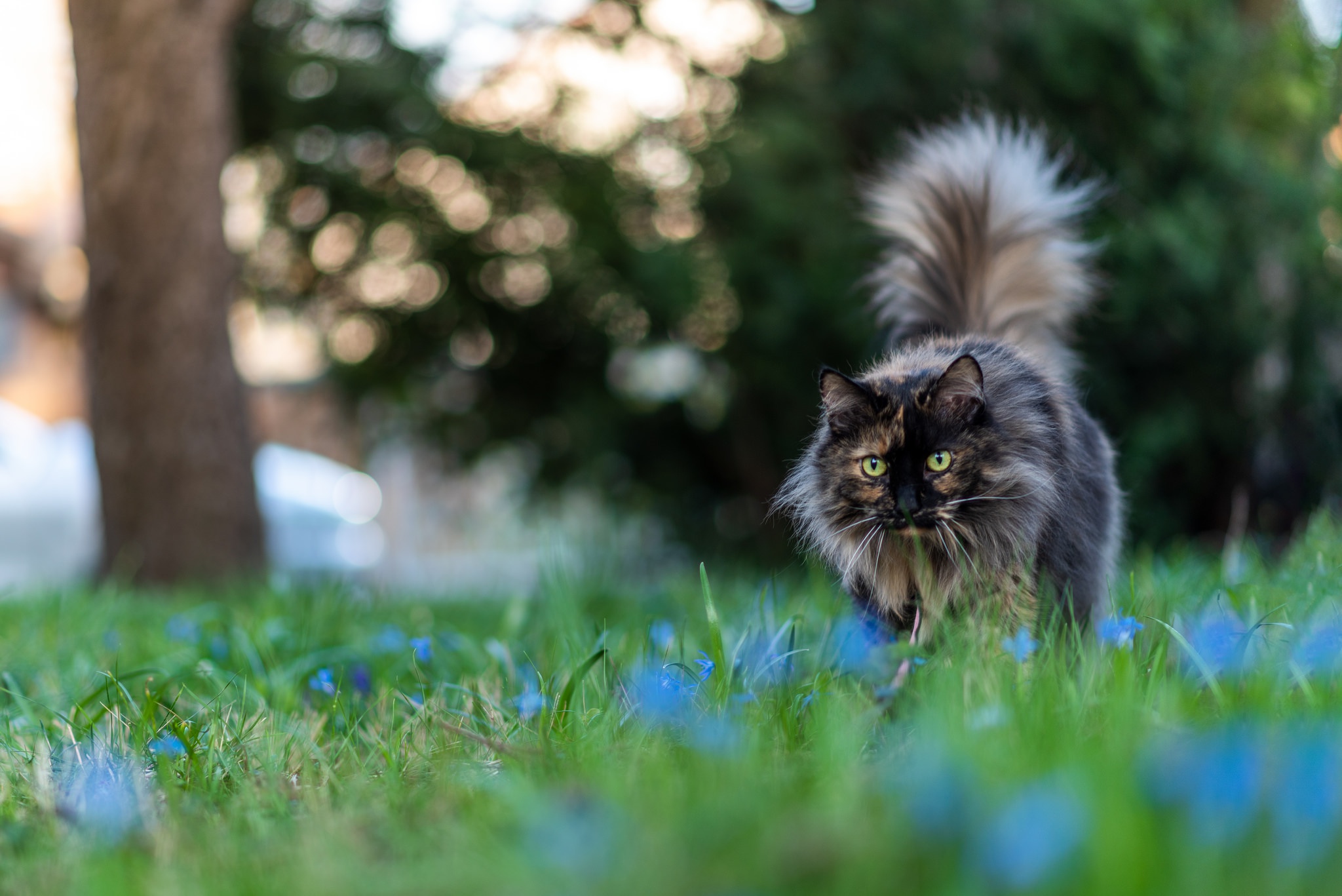 Laden Sie das Tiere, Katzen, Katze, Bokeh, Tiefenschärfe-Bild kostenlos auf Ihren PC-Desktop herunter