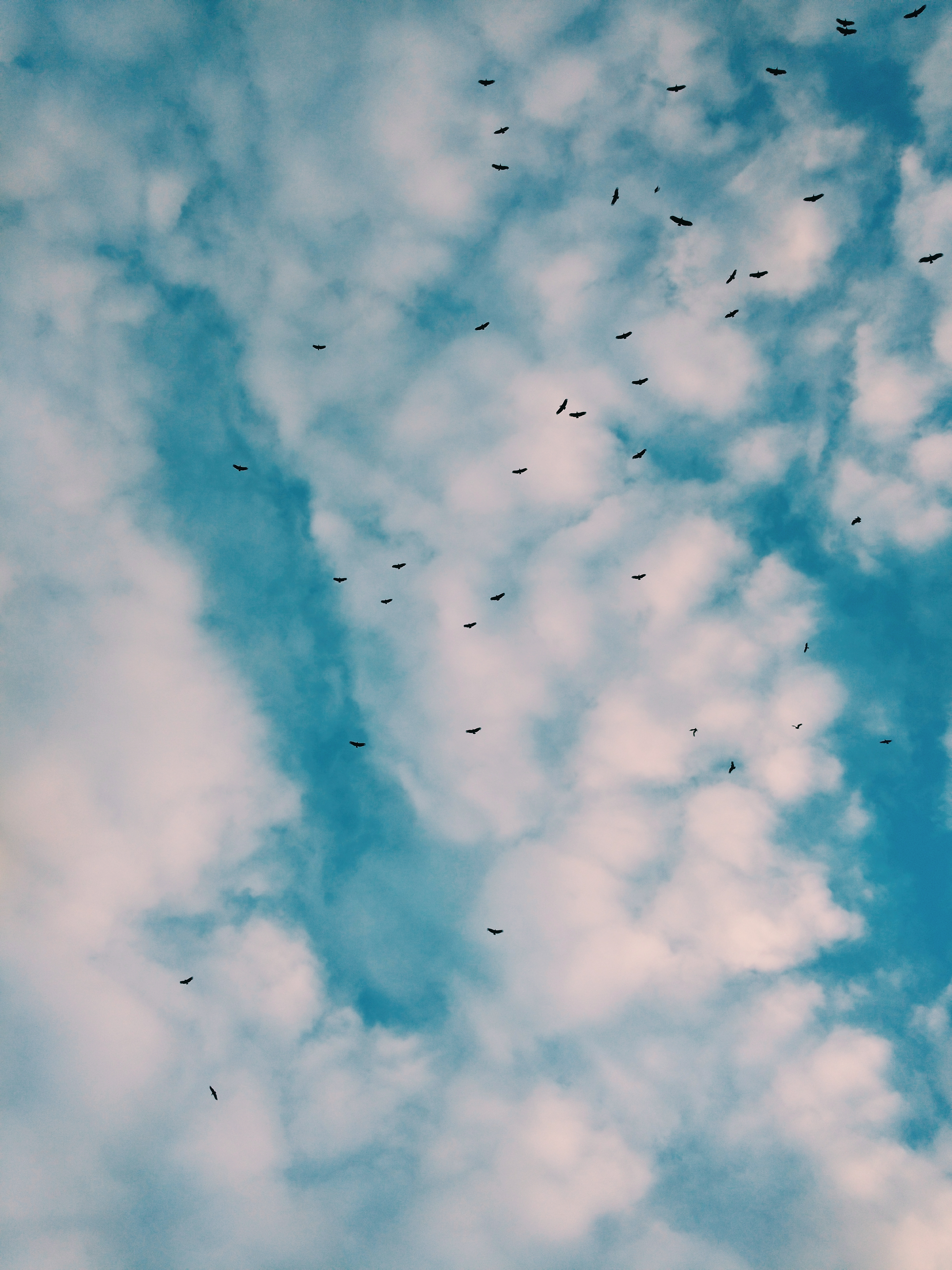 Скачать обои бесплатно Птицы, Стая, Облака, Небо, Природа картинка на рабочий стол ПК