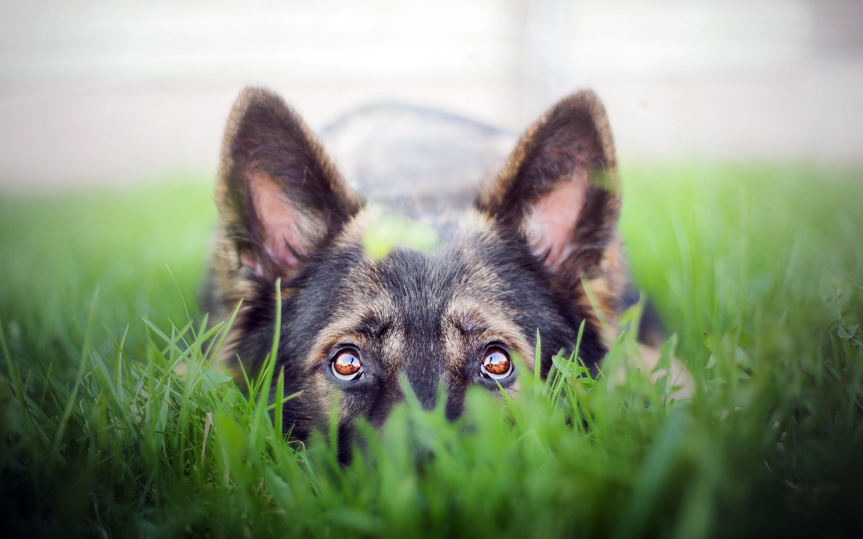 Handy-Wallpaper Tiere, Hunde, Hund, Schäferhund kostenlos herunterladen.