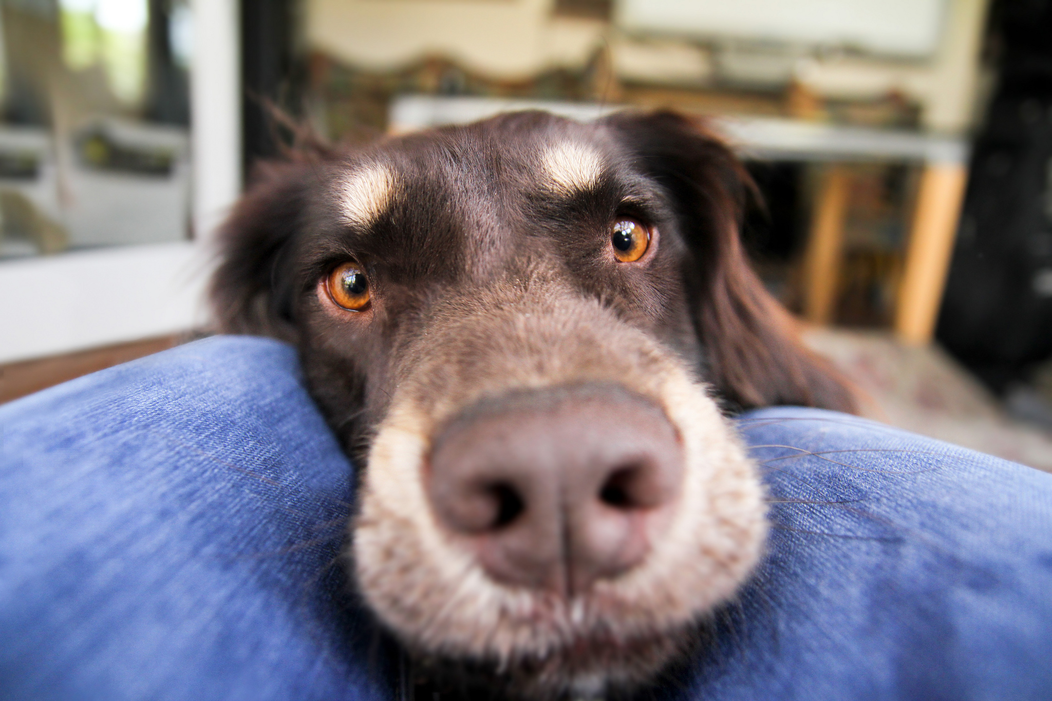 Free download wallpaper Dogs, Dog, Close Up, Animal, Australian Shepherd on your PC desktop