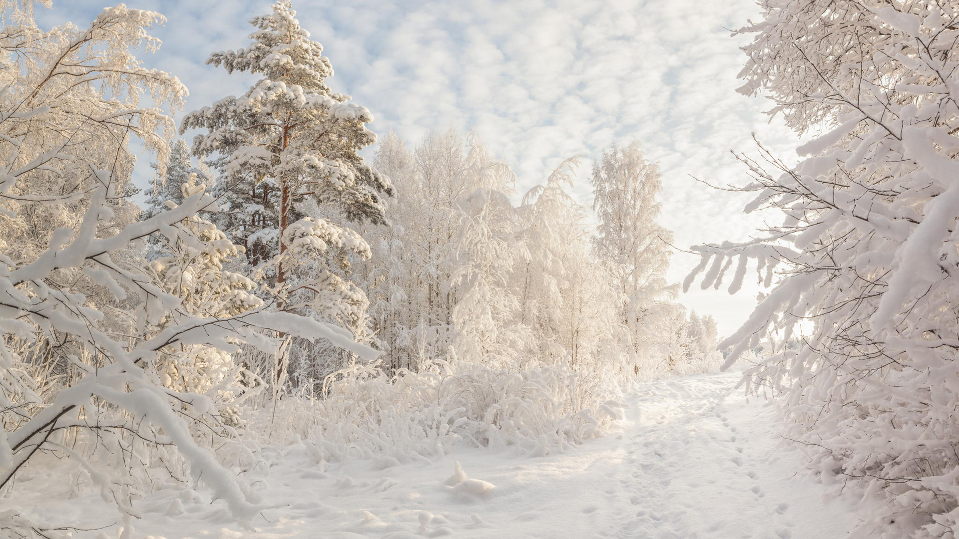 Скачать картинку Зима, Снег, Лес, Дерево, Белый, Земля/природа в телефон бесплатно.
