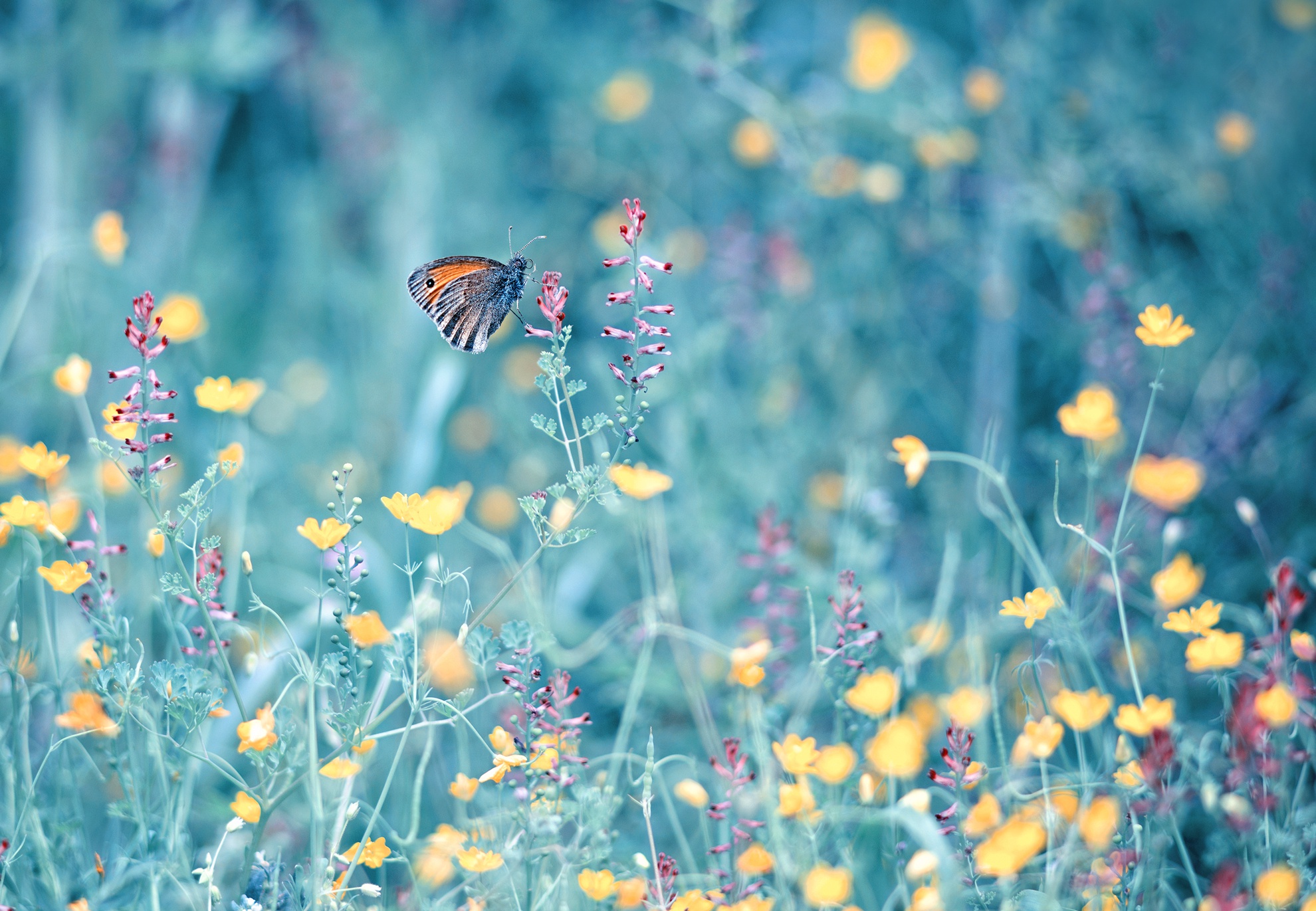 Download mobile wallpaper Flower, Insect, Butterfly, Animal for free.