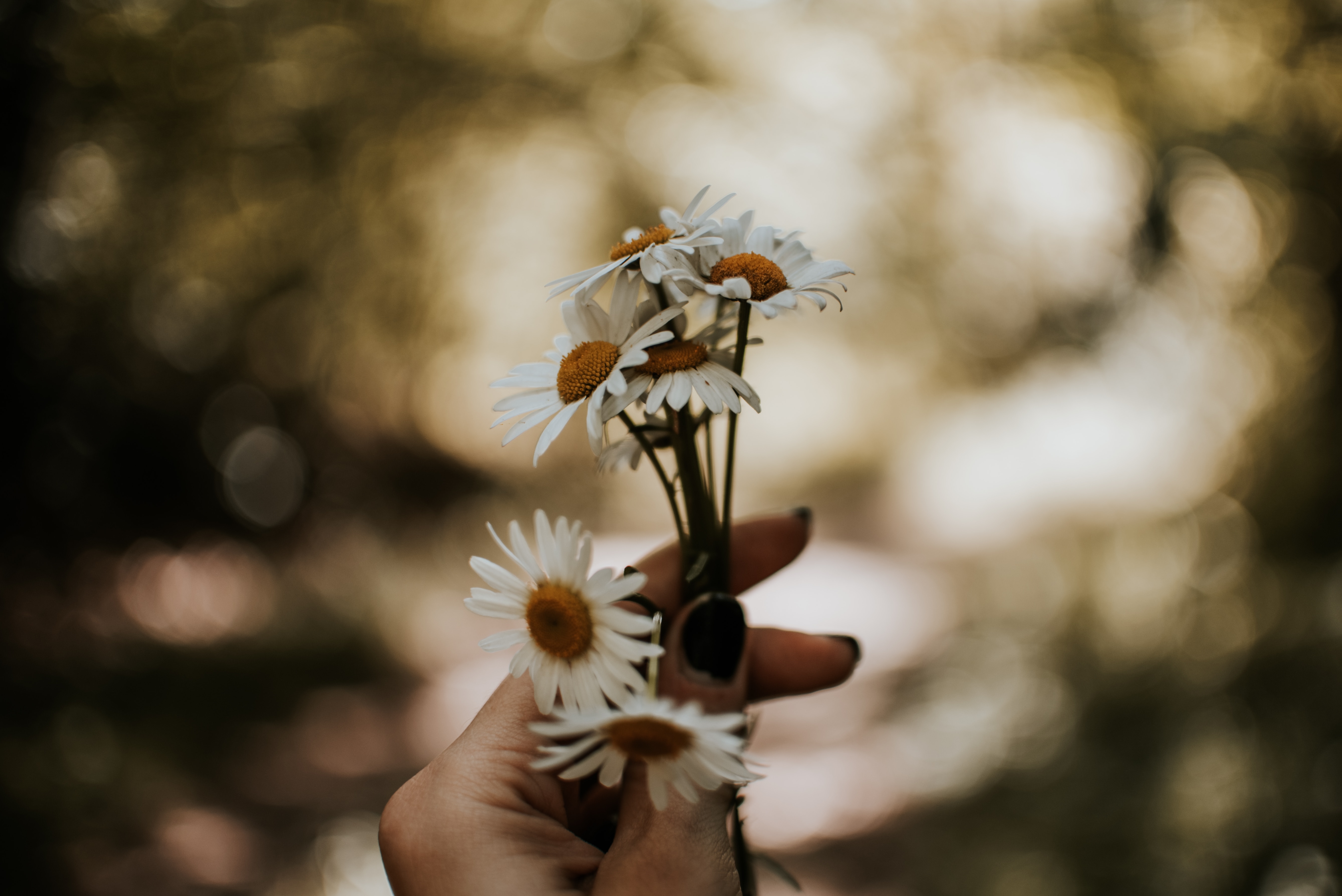 Download mobile wallpaper Bouquet, Camomile, Flowers, Hand for free.