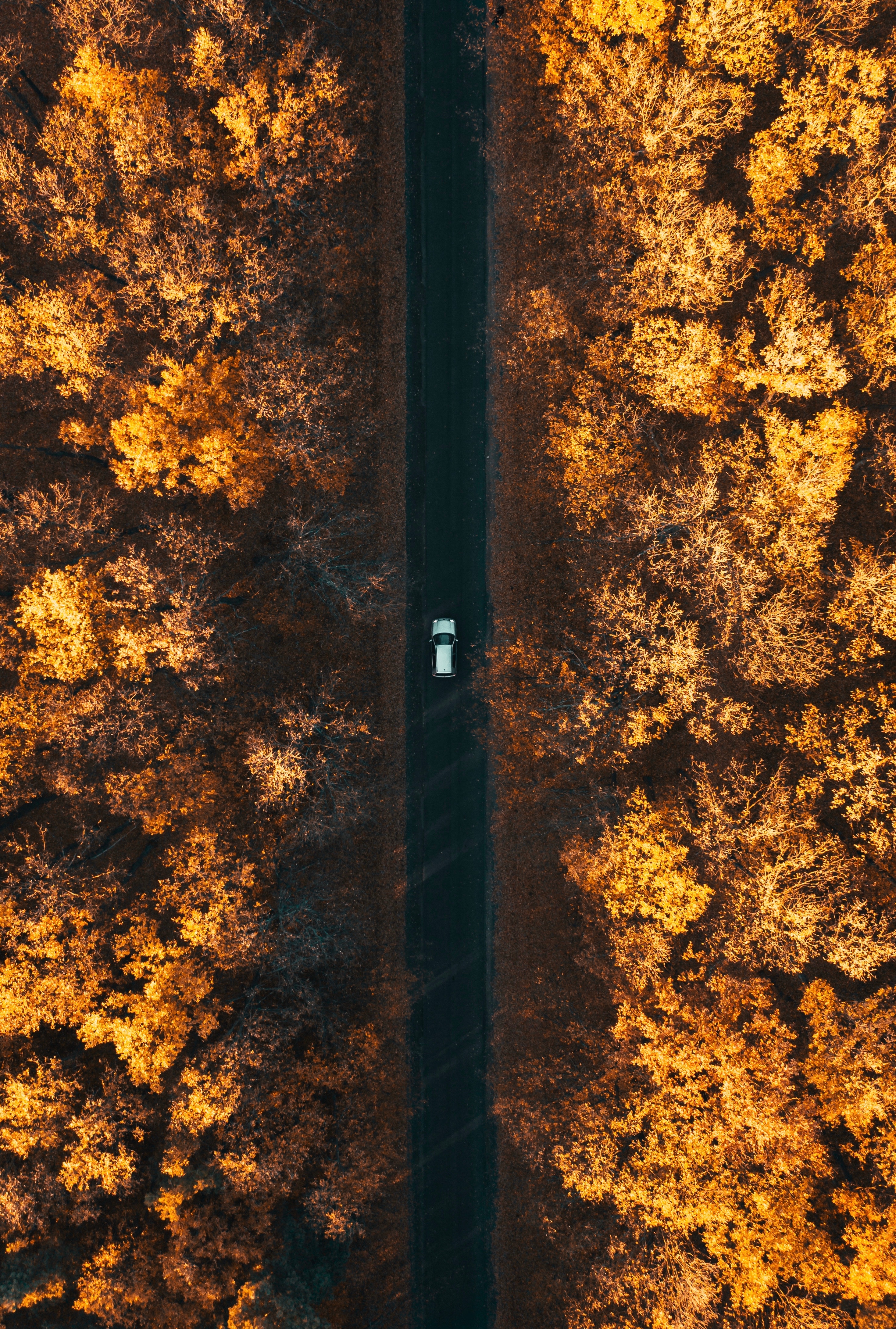 autumn, down below, forest, nature, trees, view from above, road, car, machine, below