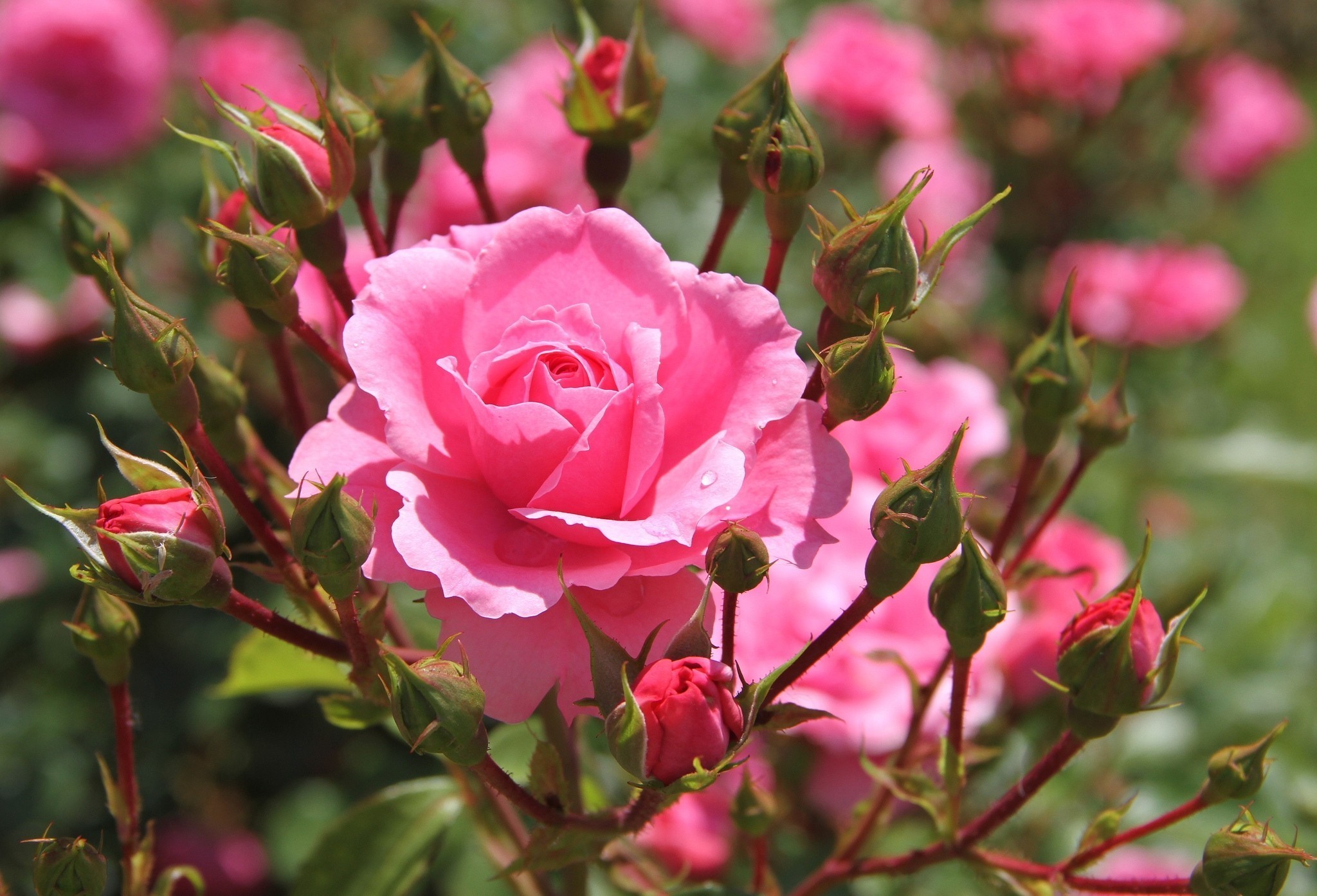 278135壁紙のダウンロード地球, 薔薇, つぼみ, 花, 自然, ピンクのバラ, ローズブッシュ, フラワーズ-スクリーンセーバーと写真を無料で
