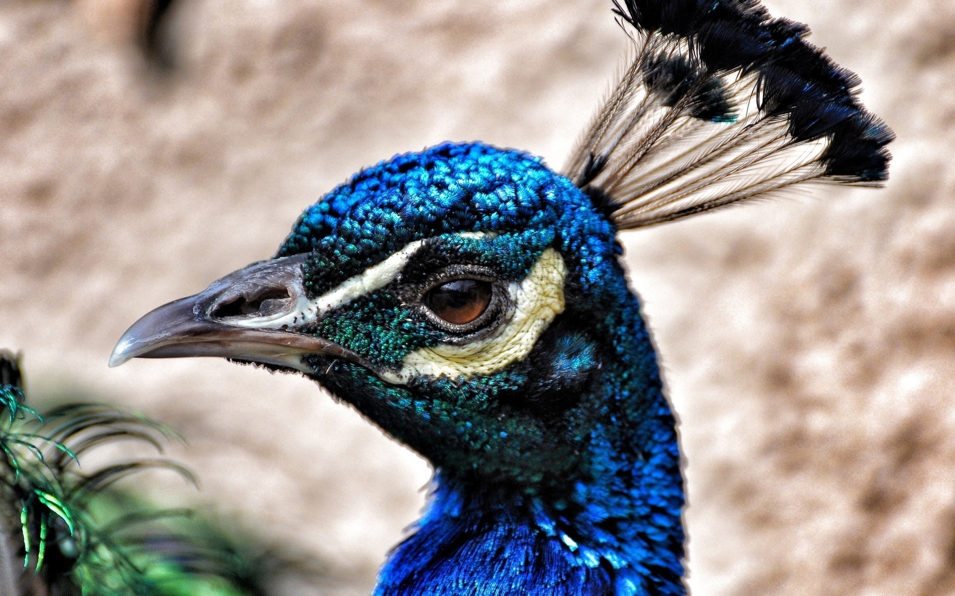 Descarga gratis la imagen Pavo Real, Aves, Animales en el escritorio de tu PC