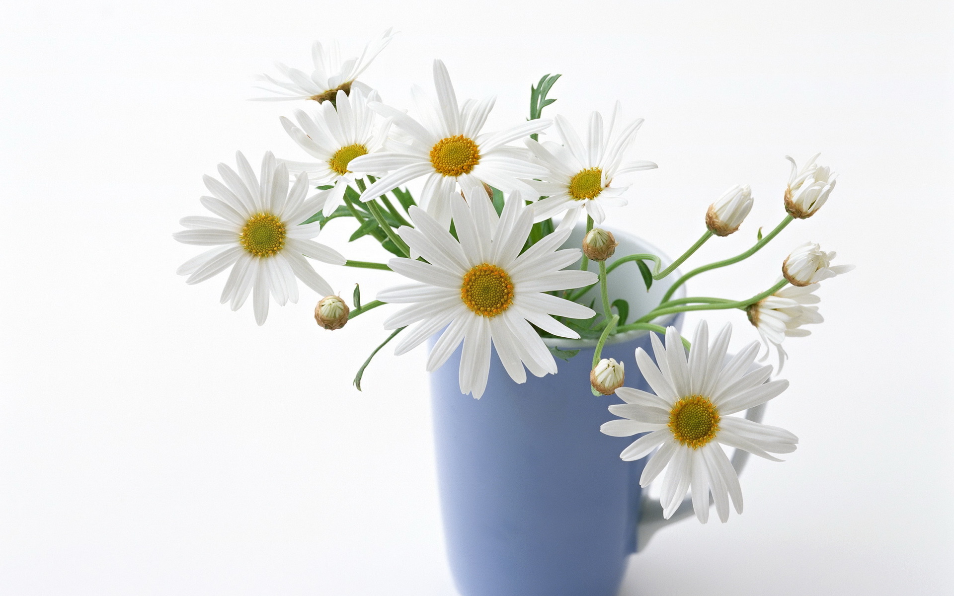 plants, bouquets, flowers, cups, camomile HD wallpaper