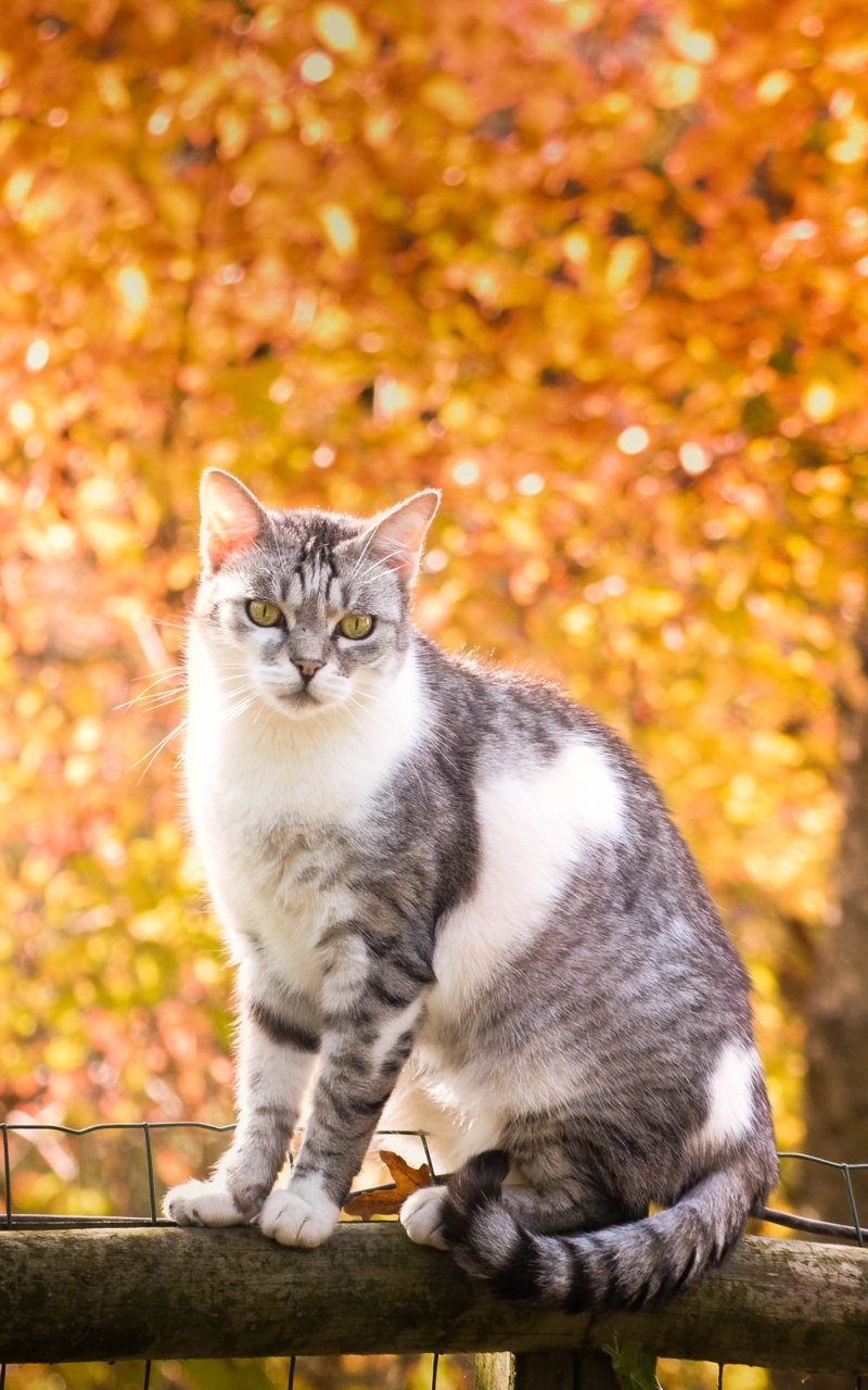 Descarga gratuita de fondo de pantalla para móvil de Animales, Gatos, Gato.