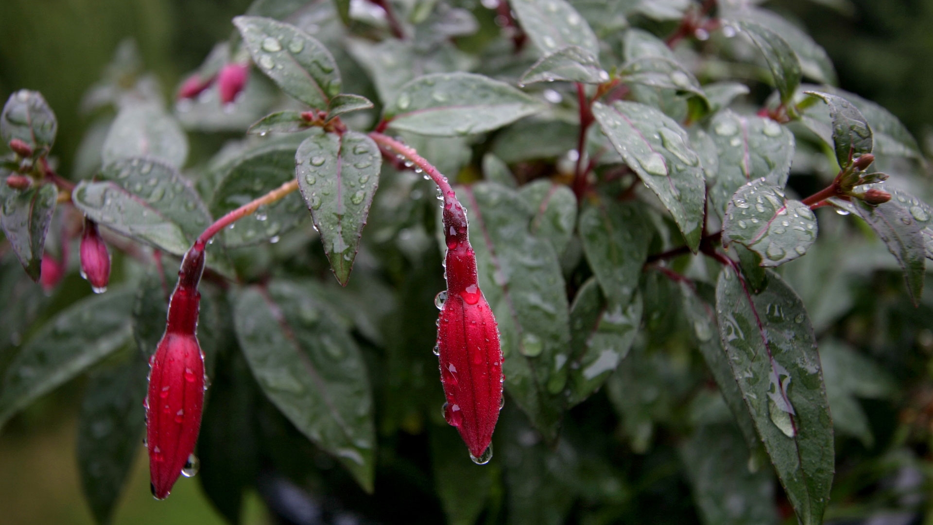 Free download wallpaper Earth, Water Drop on your PC desktop