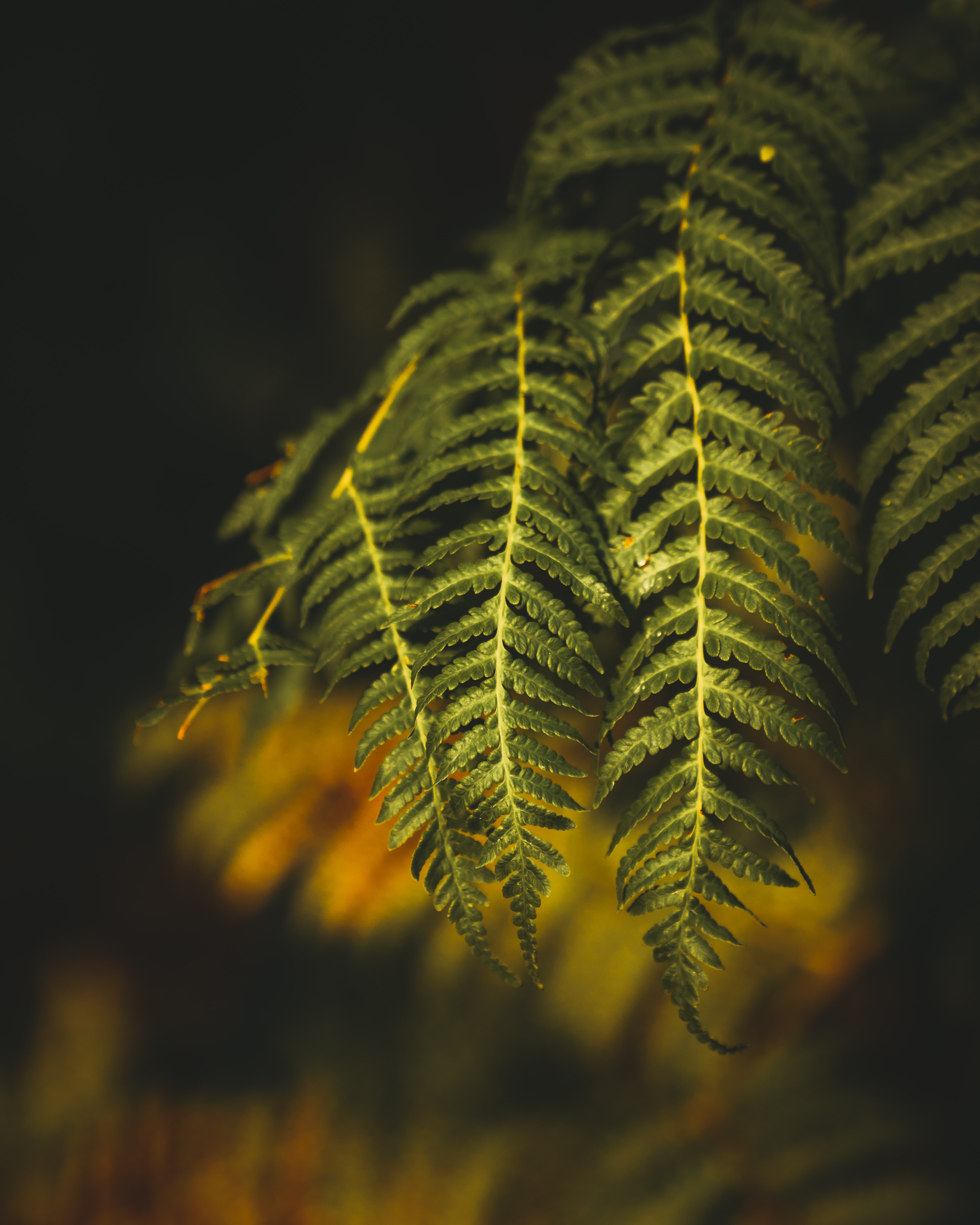 Free download wallpaper Nature, Plant, Branch, Fern on your PC desktop