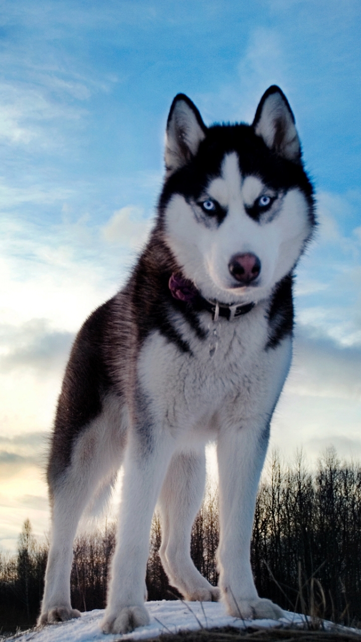 Download mobile wallpaper Husky, Dogs, Animal for free.