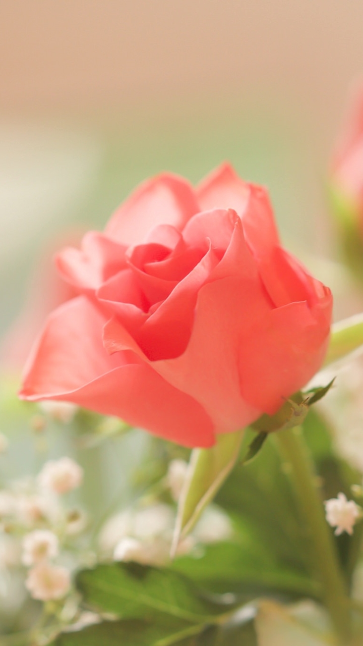 Download mobile wallpaper Flowers, Flower, Rose, Close Up, Earth, Pink Flower for free.