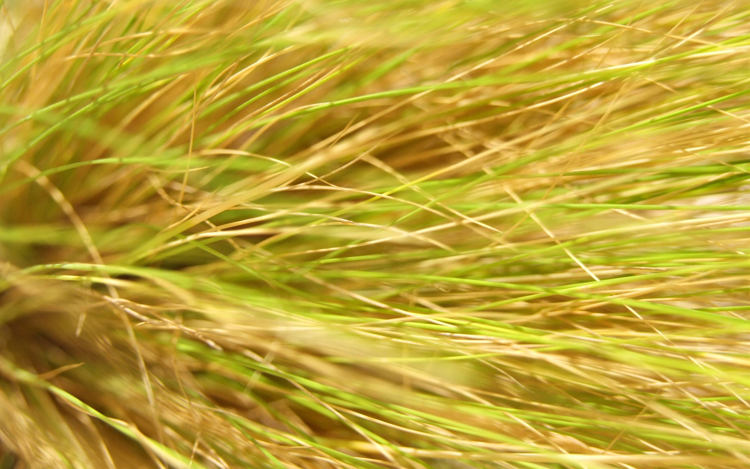 Handy-Wallpaper Gras, Erde/natur kostenlos herunterladen.