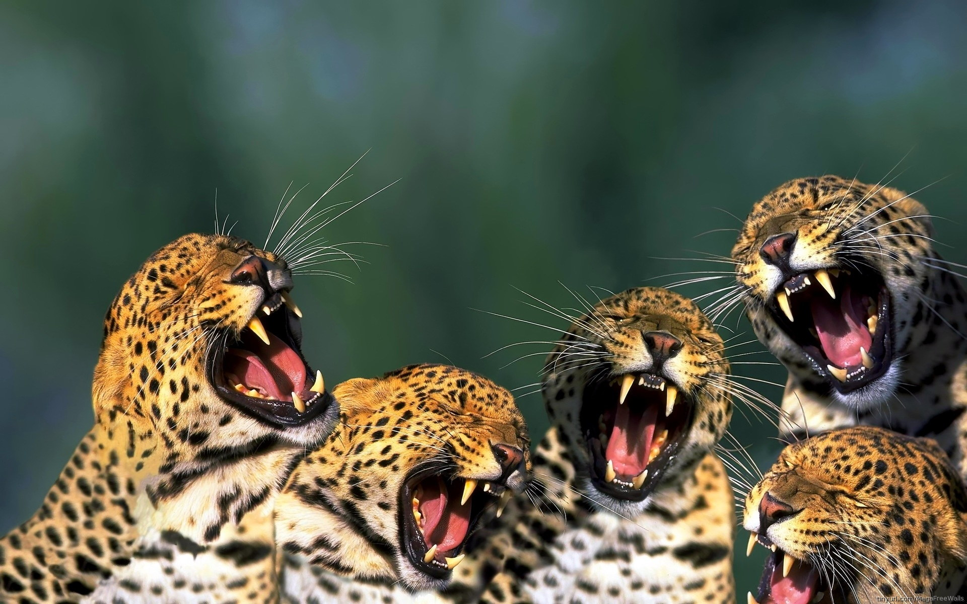 Download mobile wallpaper Leopard, Animal for free.