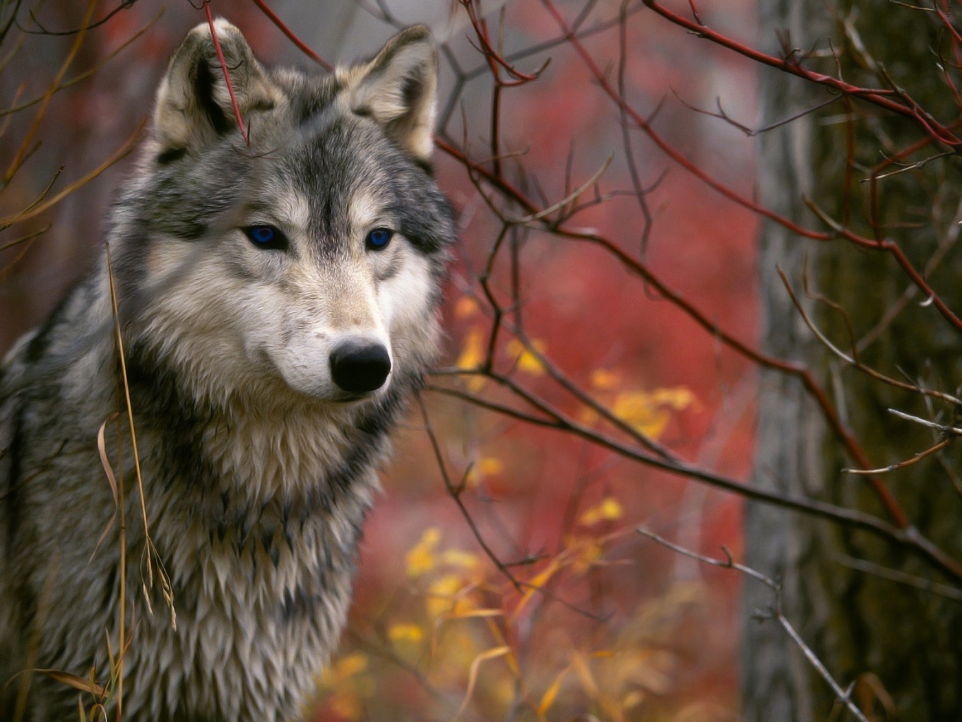 Téléchargez des papiers peints mobile Animaux, Loups gratuitement.