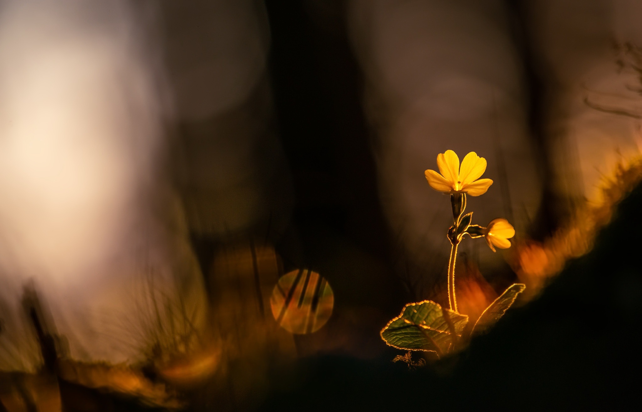 Free download wallpaper Nature, Flowers, Flower, Earth, Spring, Bokeh, Yellow Flower on your PC desktop