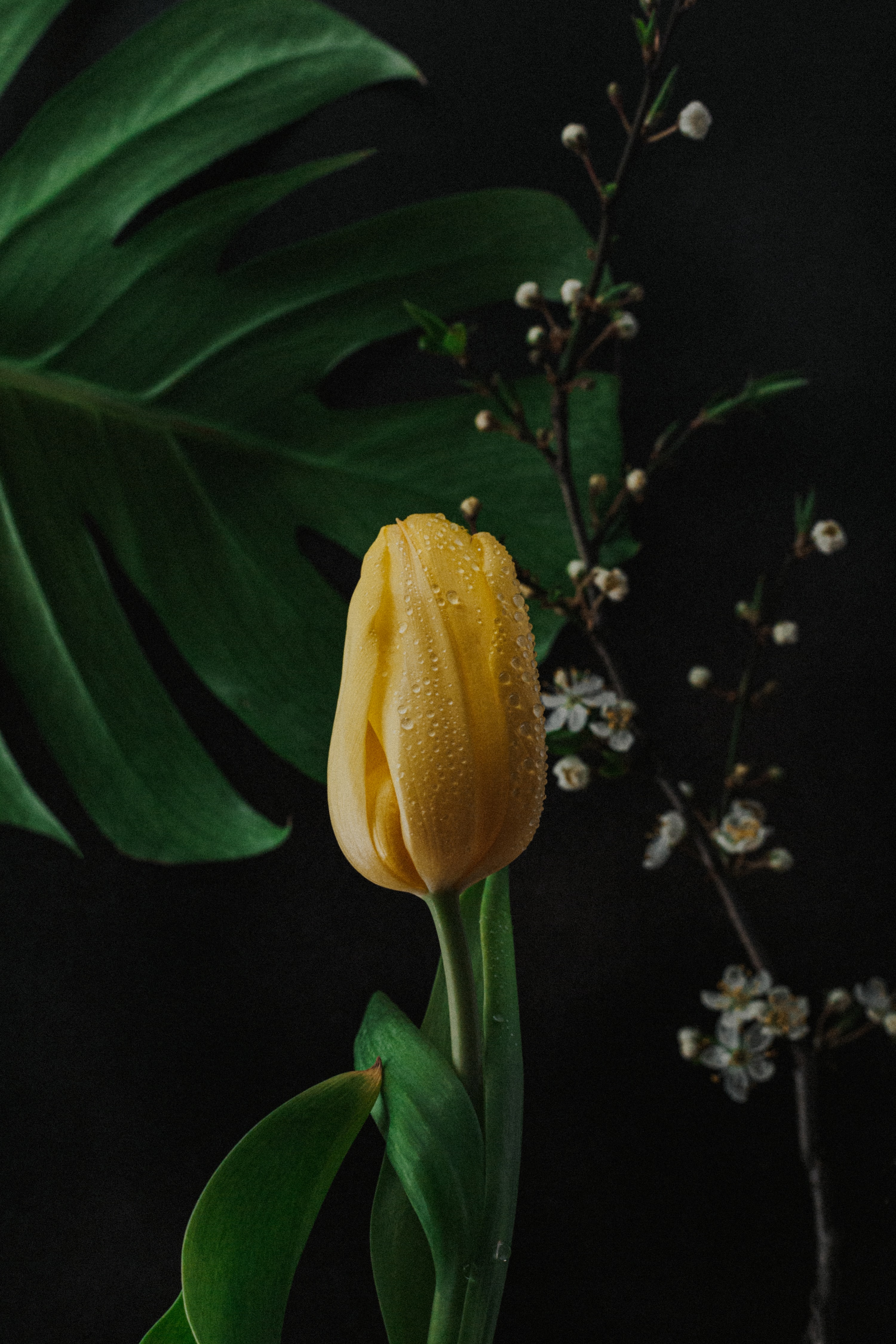 Laden Sie das Drops, Nass, Tulip, Blume, Tulpe, Rosa, Blumen-Bild kostenlos auf Ihren PC-Desktop herunter
