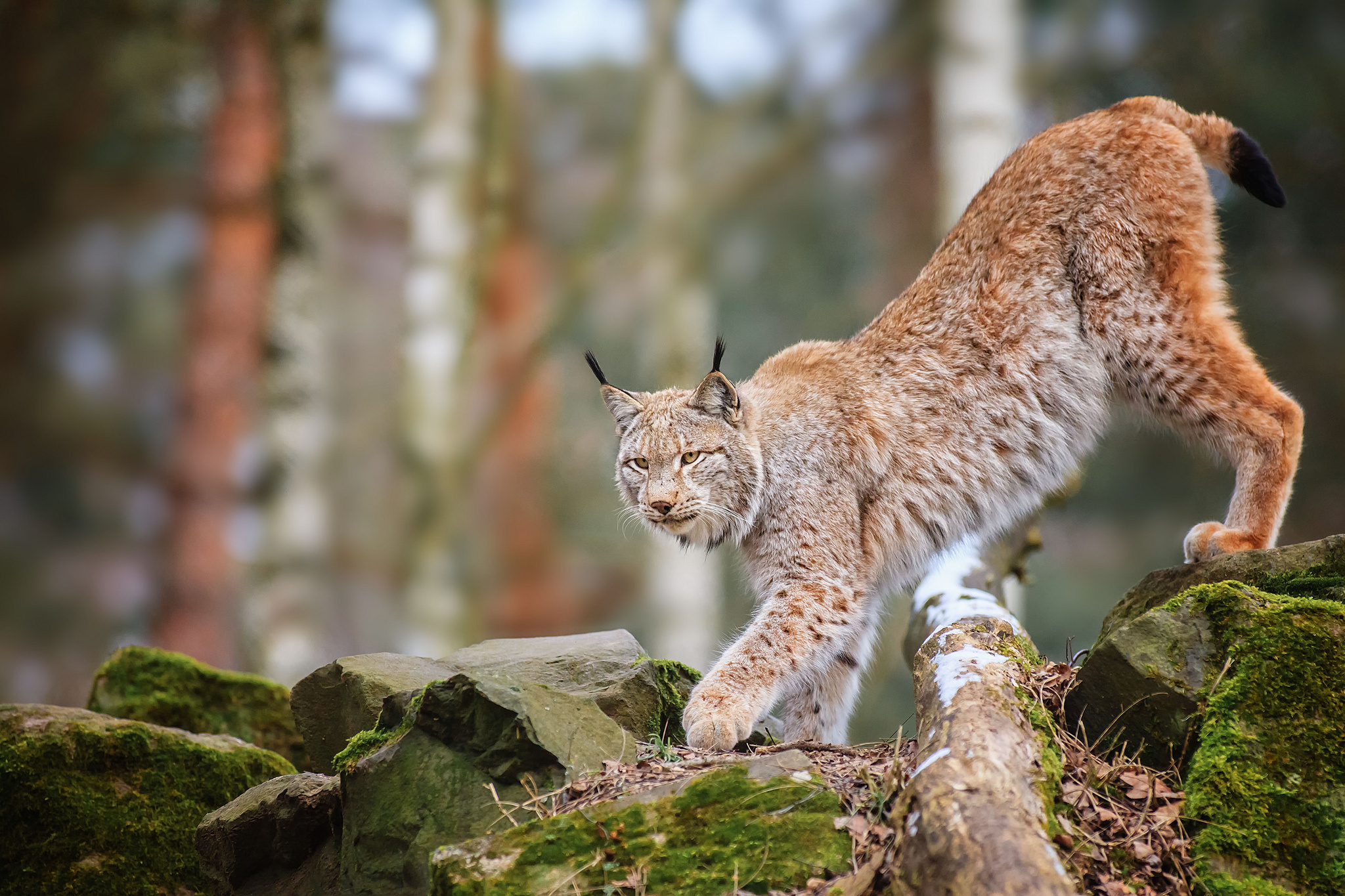 Laden Sie das Luchs, Katzen, Tiere-Bild kostenlos auf Ihren PC-Desktop herunter