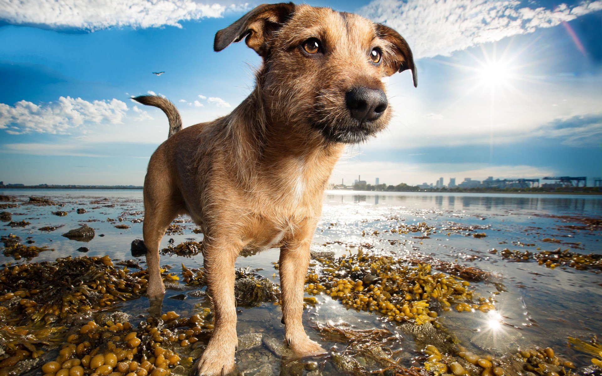 Baixar papel de parede para celular de Animais, Cães, Cão gratuito.