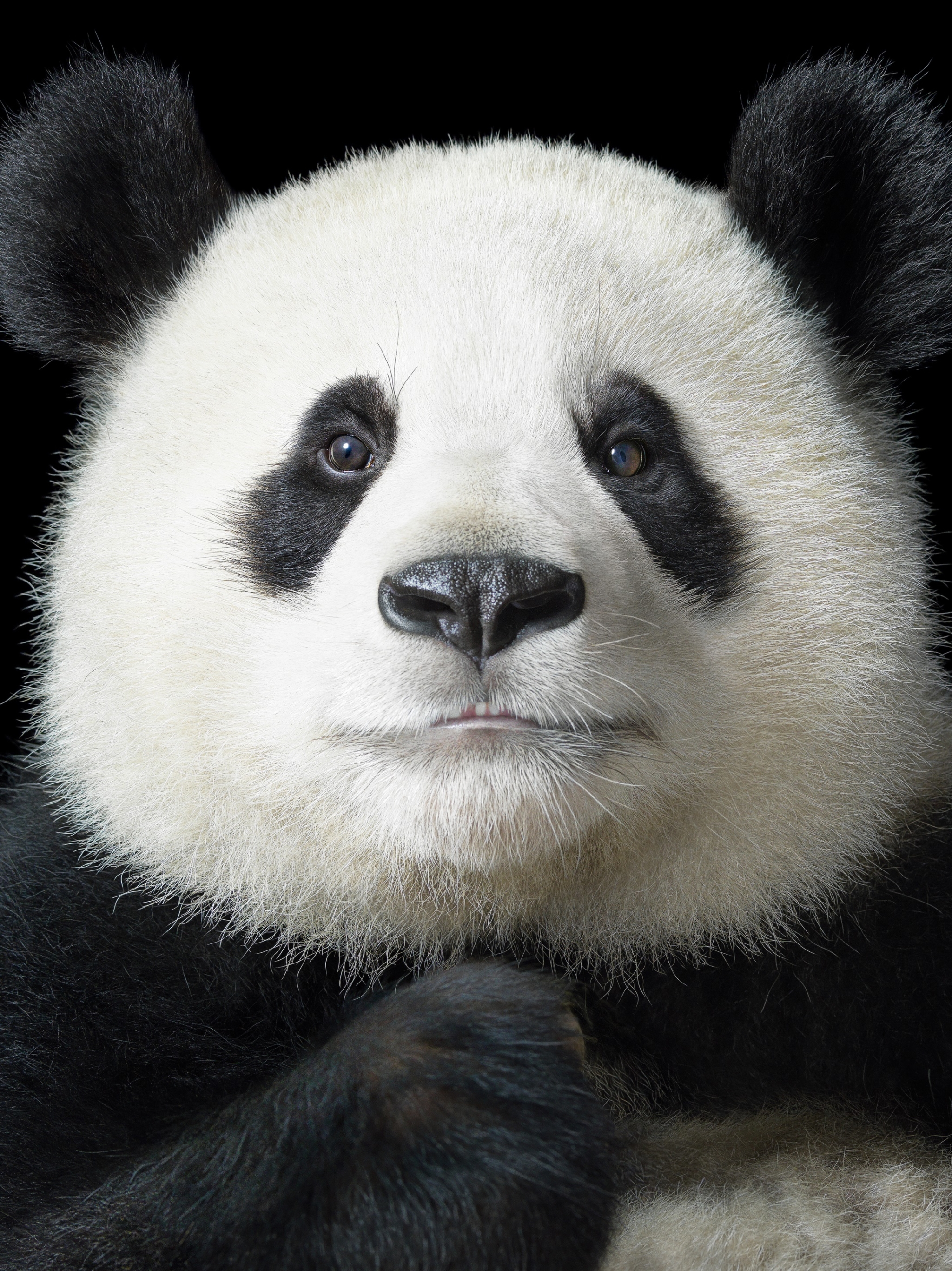 Handy-Wallpaper Tiere, Panda kostenlos herunterladen.