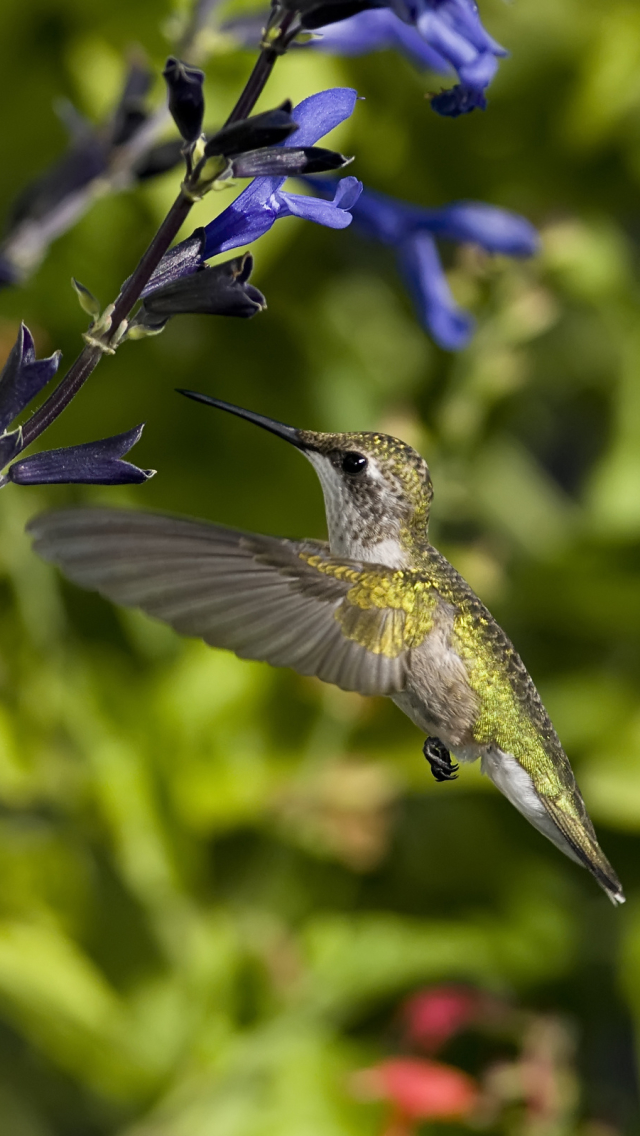 Download mobile wallpaper Birds, Flower, Animal, Blossom, Hummingbird for free.