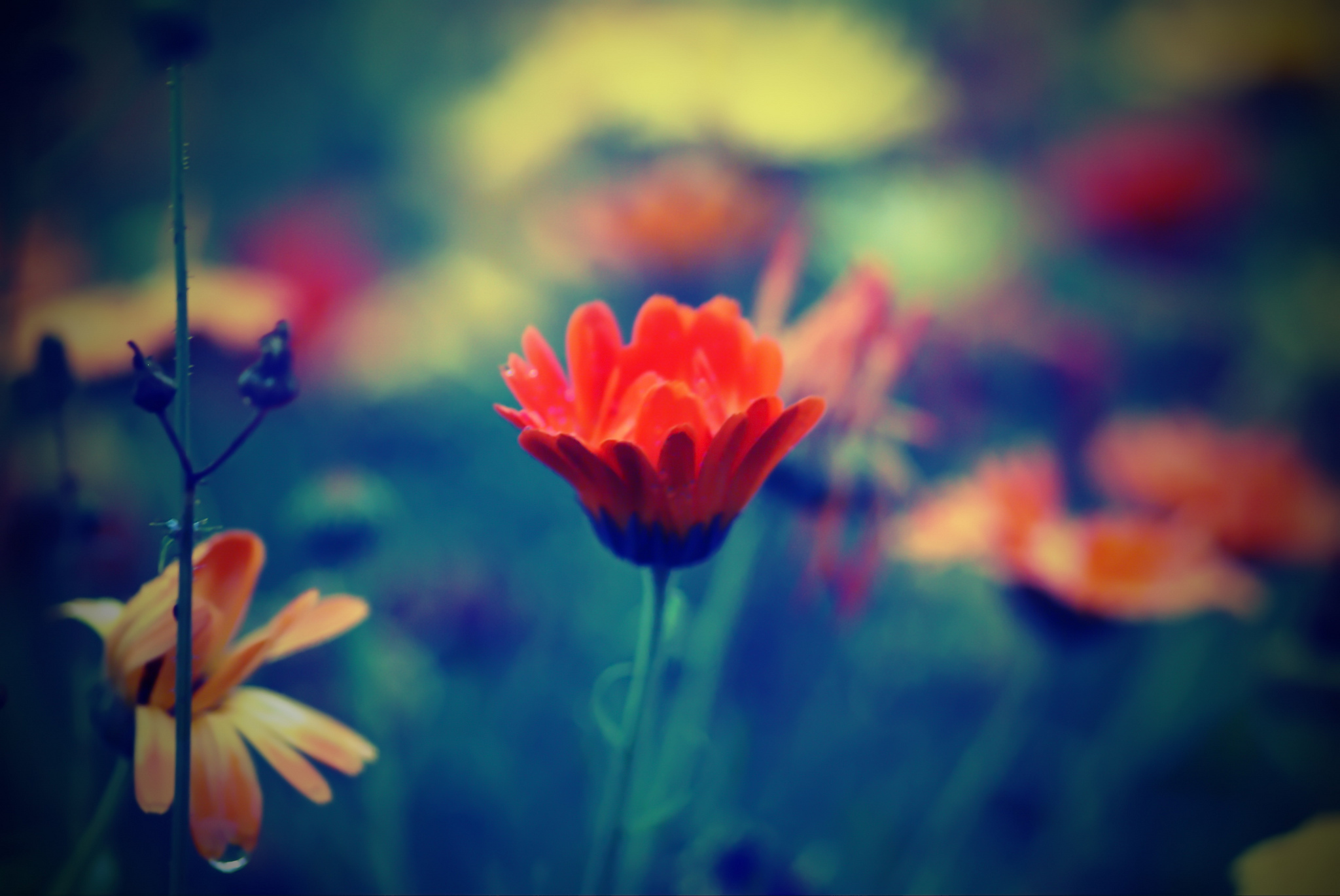 Download mobile wallpaper Nature, Flowers, Flower, Blur, Earth, Orange Flower for free.