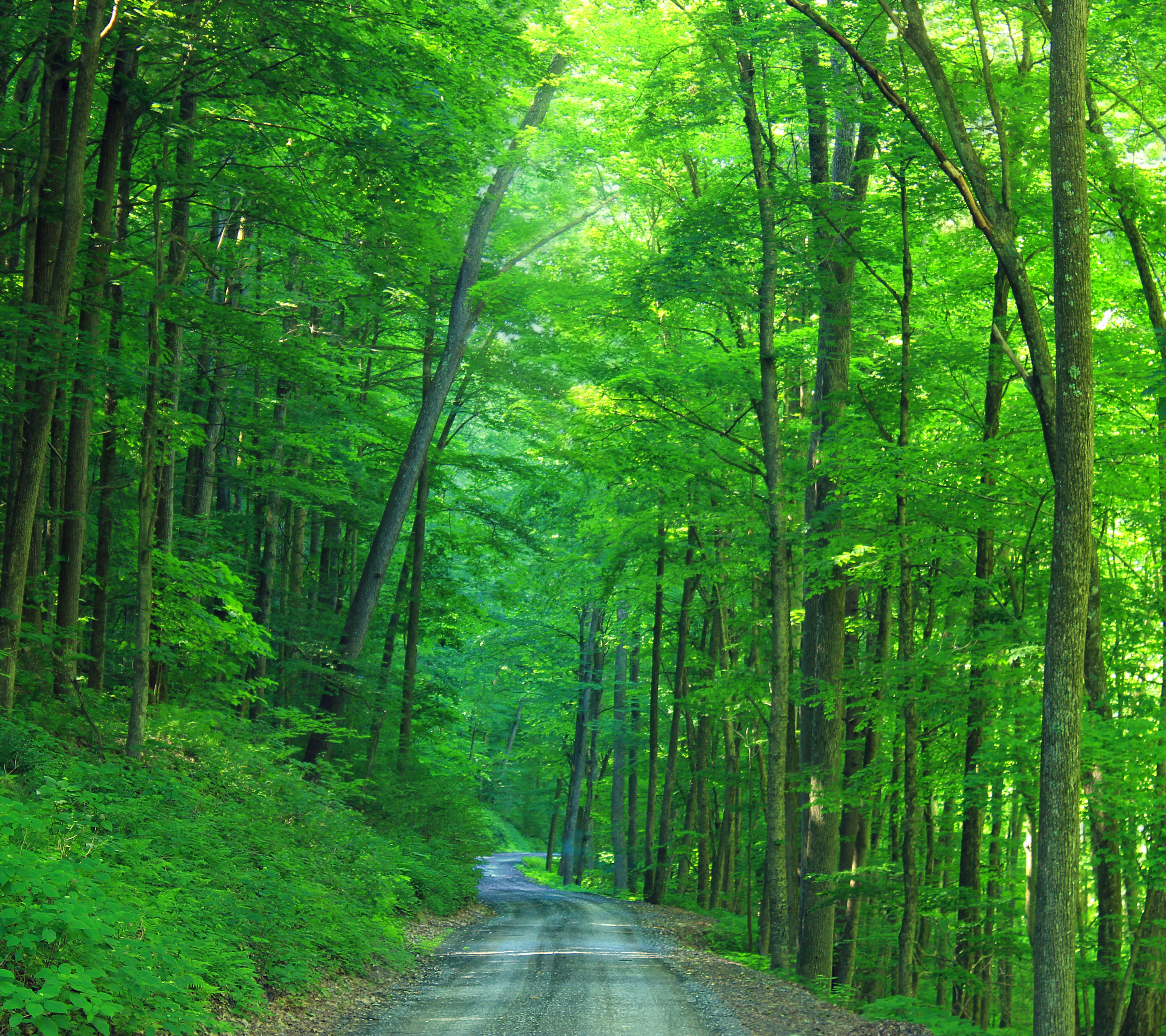 Descarga gratuita de fondo de pantalla para móvil de Bosque, Carretera, Hecho Por El Hombre, Camino De Tierra.