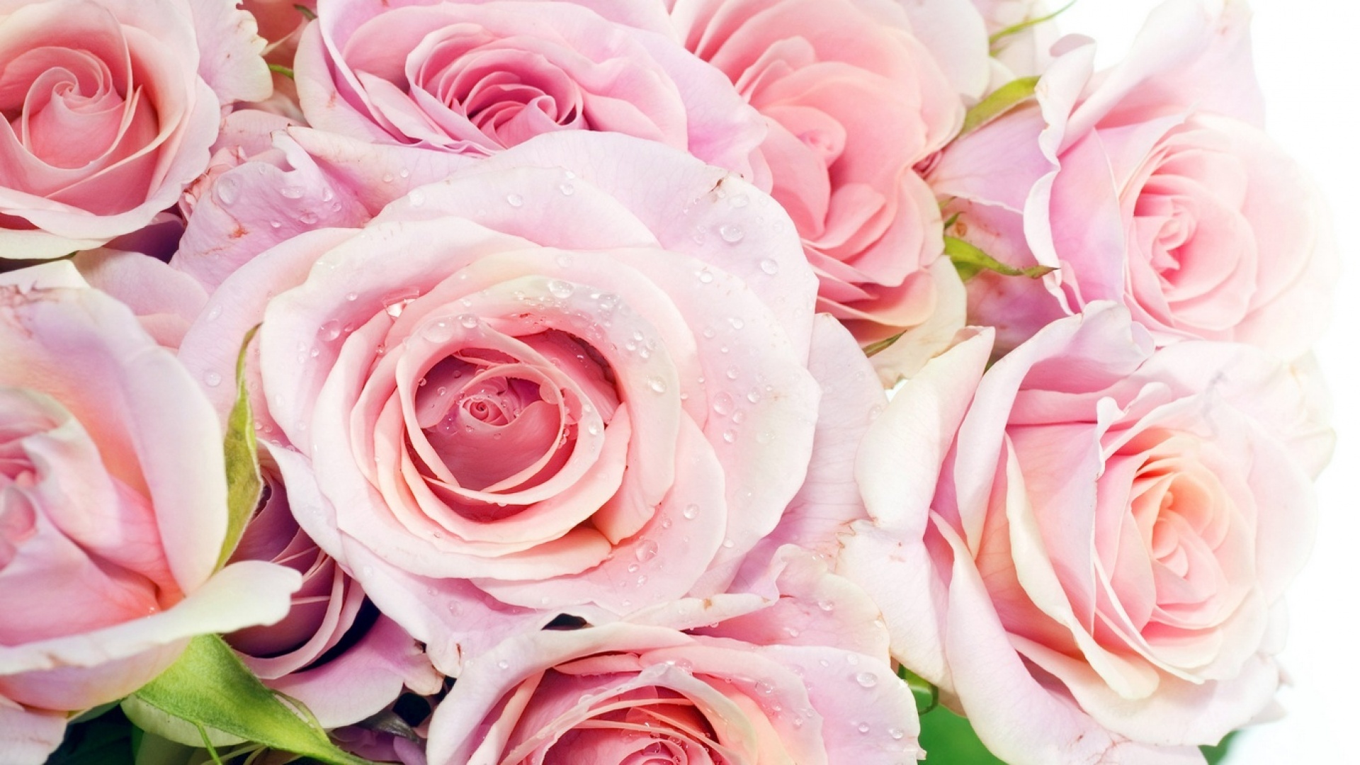 Free download wallpaper Roses, Plants, Flowers on your PC desktop