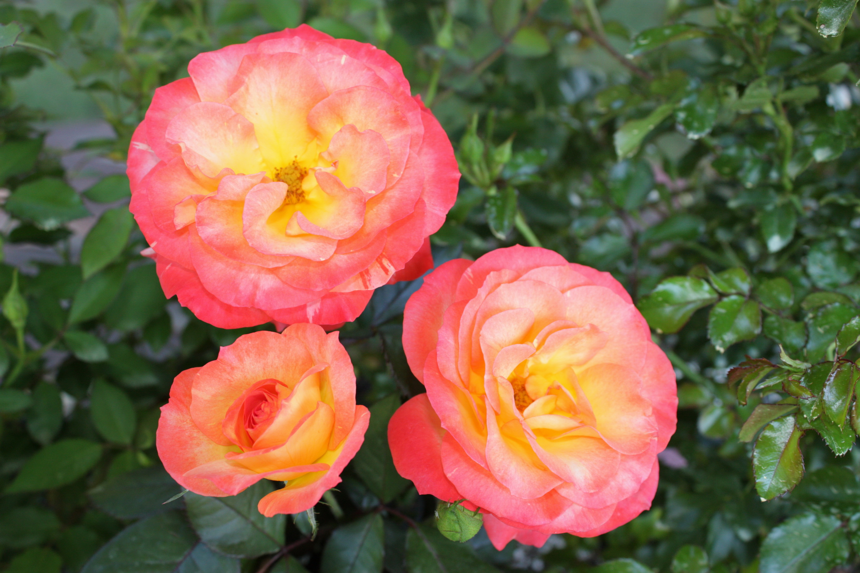 Laden Sie das Blumen, Blume, Rose, Nahansicht, Erde/natur, Pinke Blume, Pinke Rose-Bild kostenlos auf Ihren PC-Desktop herunter