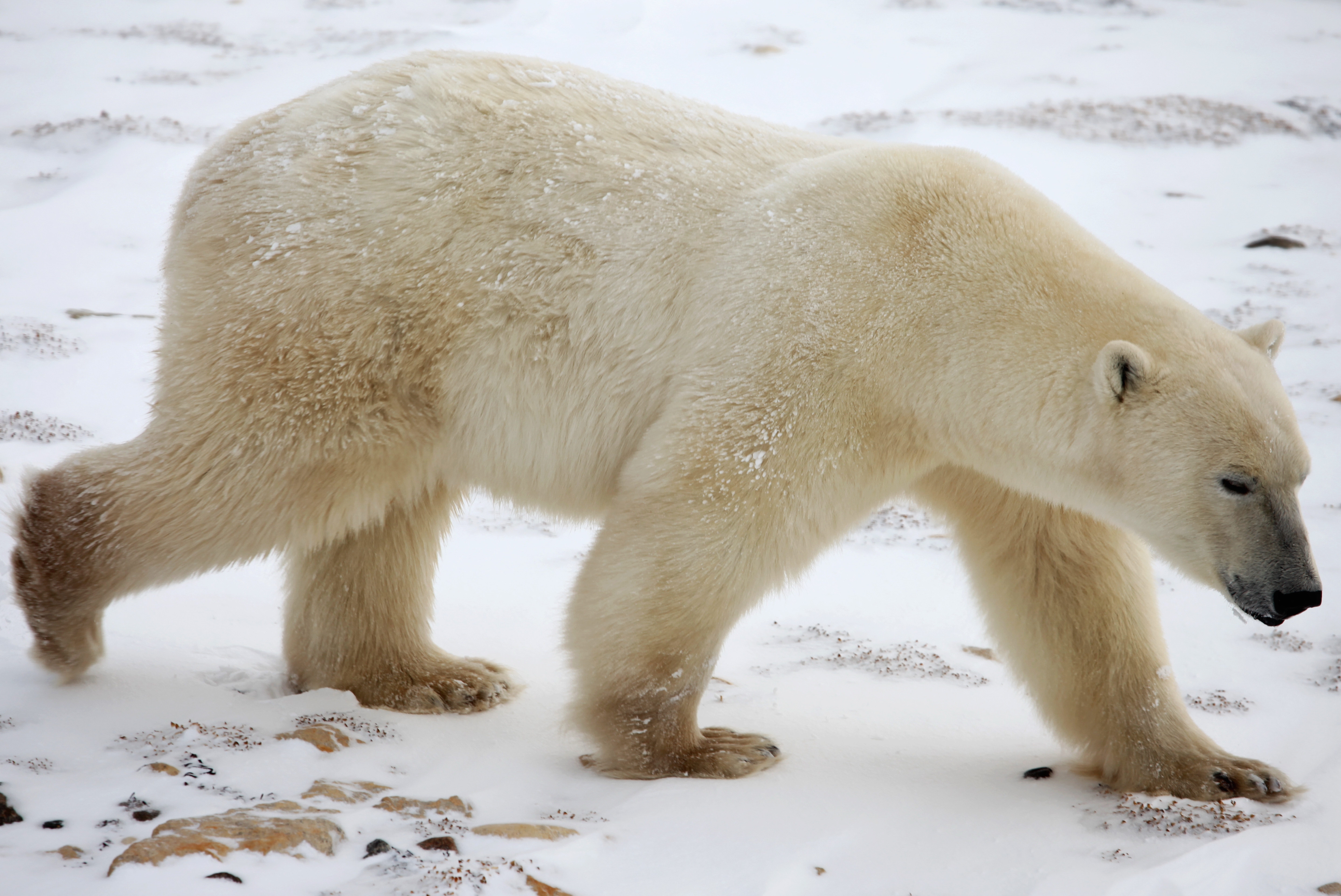 Скачать обои бесплатно Снег, Животные, Белый Медведь, Зима картинка на рабочий стол ПК