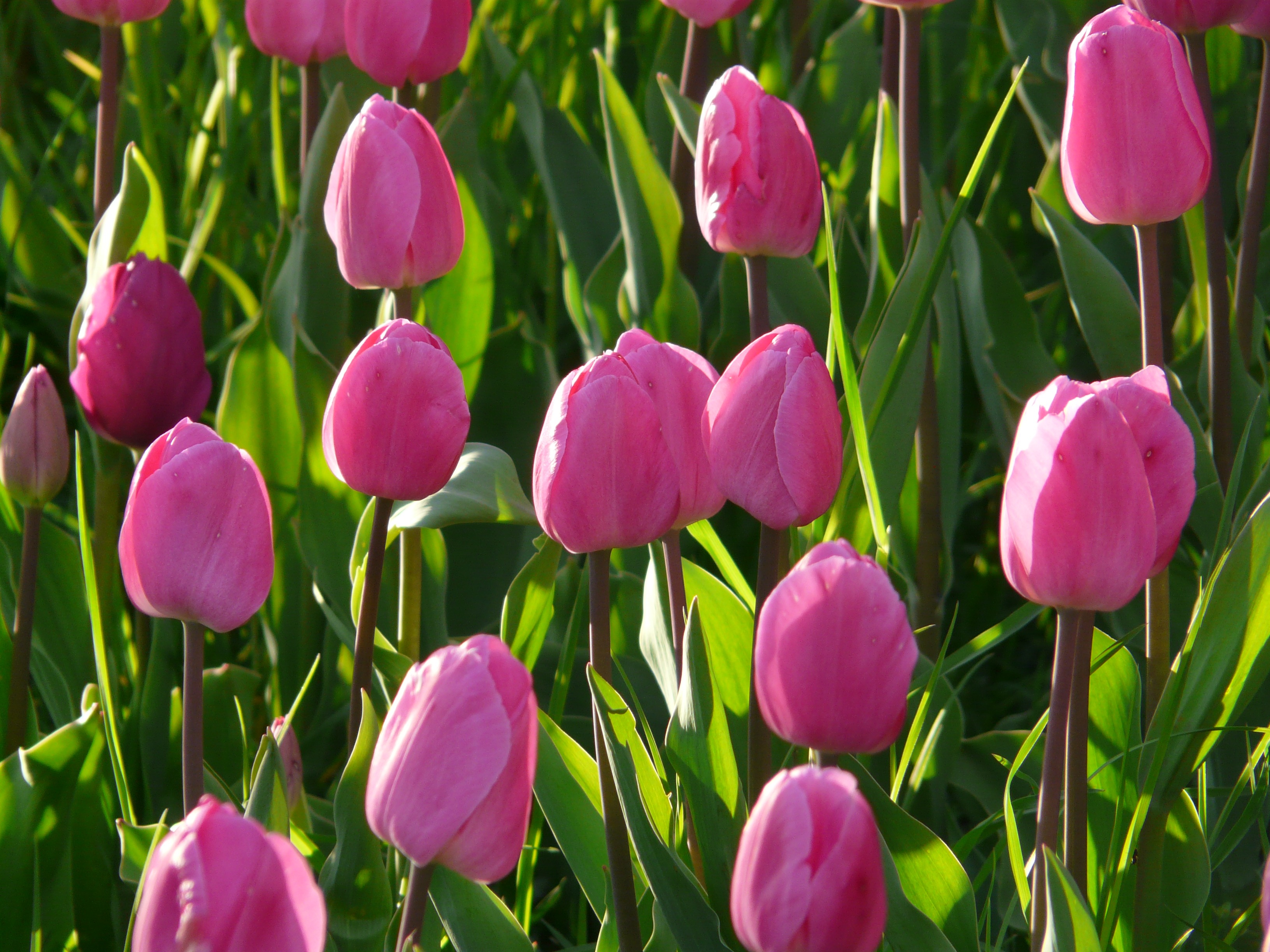tulips, flower bed, flowers, pink, flowerbed HD wallpaper
