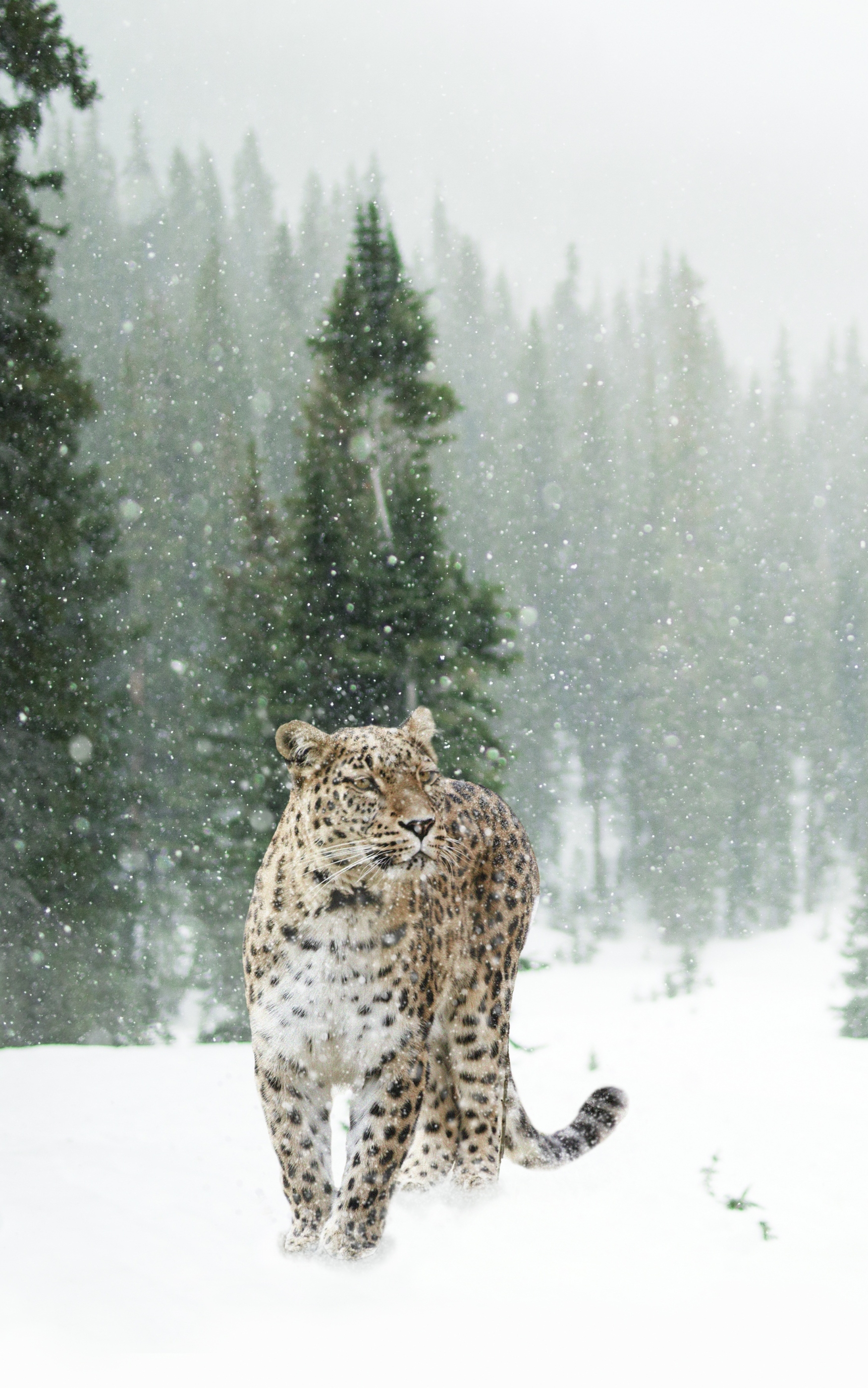 Скачать картинку Животные, Зима, Леопард, Снегопад, Кошки в телефон бесплатно.