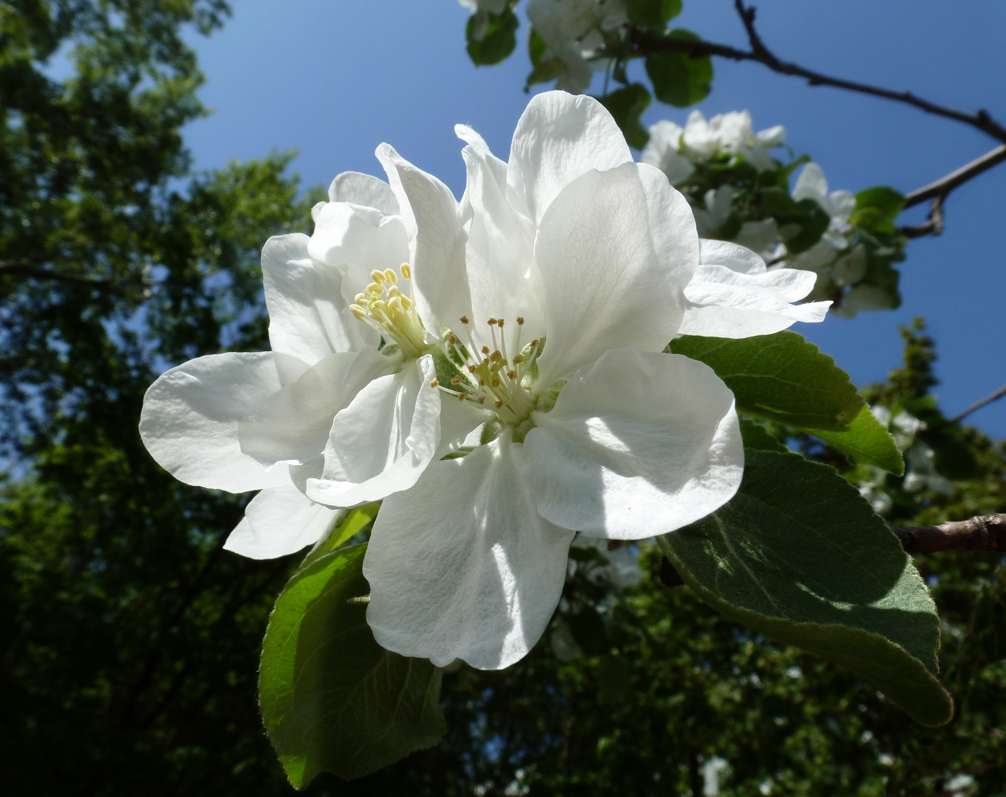90174 descargar imagen flores, macro, árbol de manzana, manzano, jarkov, mayo: fondos de pantalla y protectores de pantalla gratis