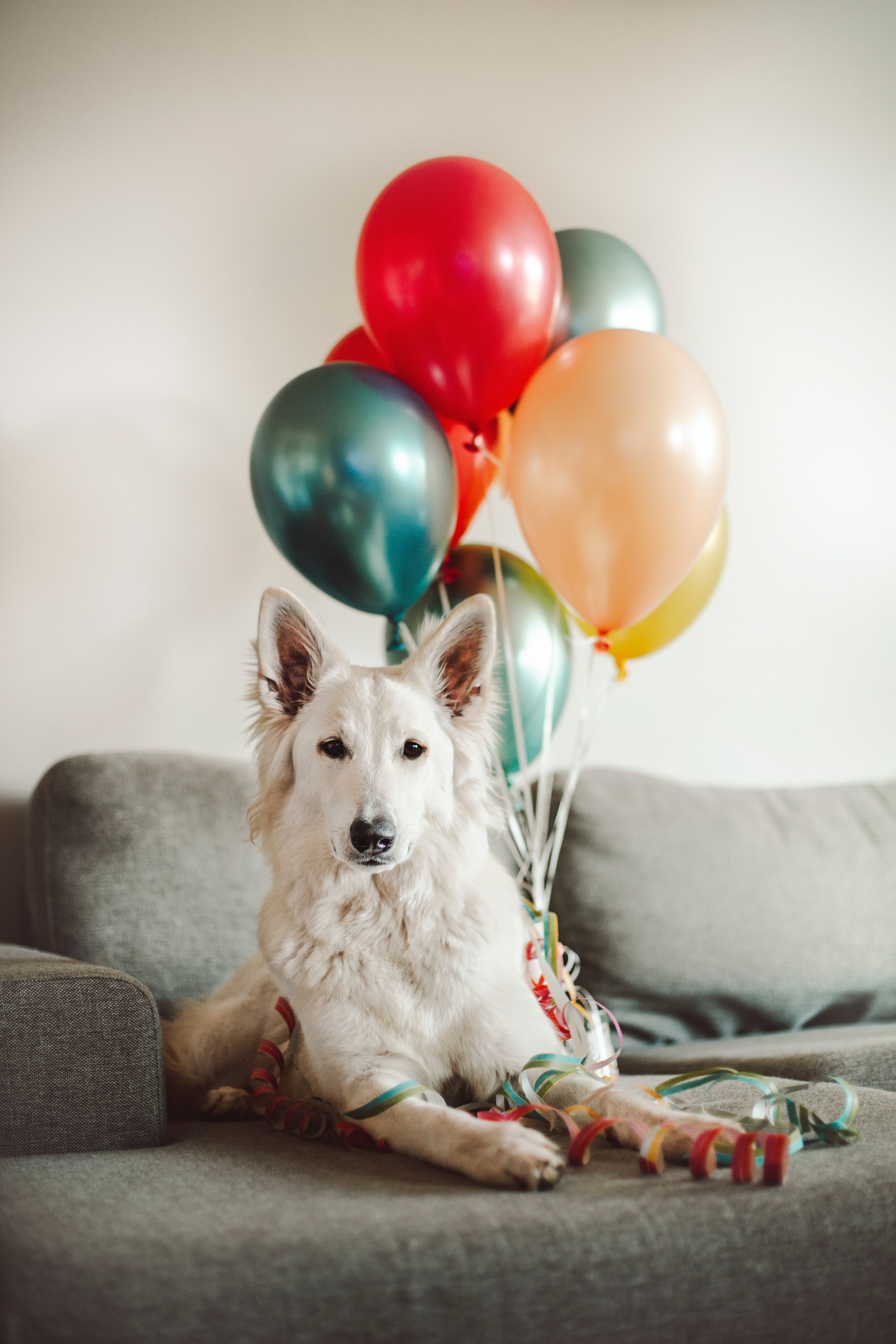 85059 скачать картинку воздушные шары, животные, собака, милый, белая - обои и заставки бесплатно