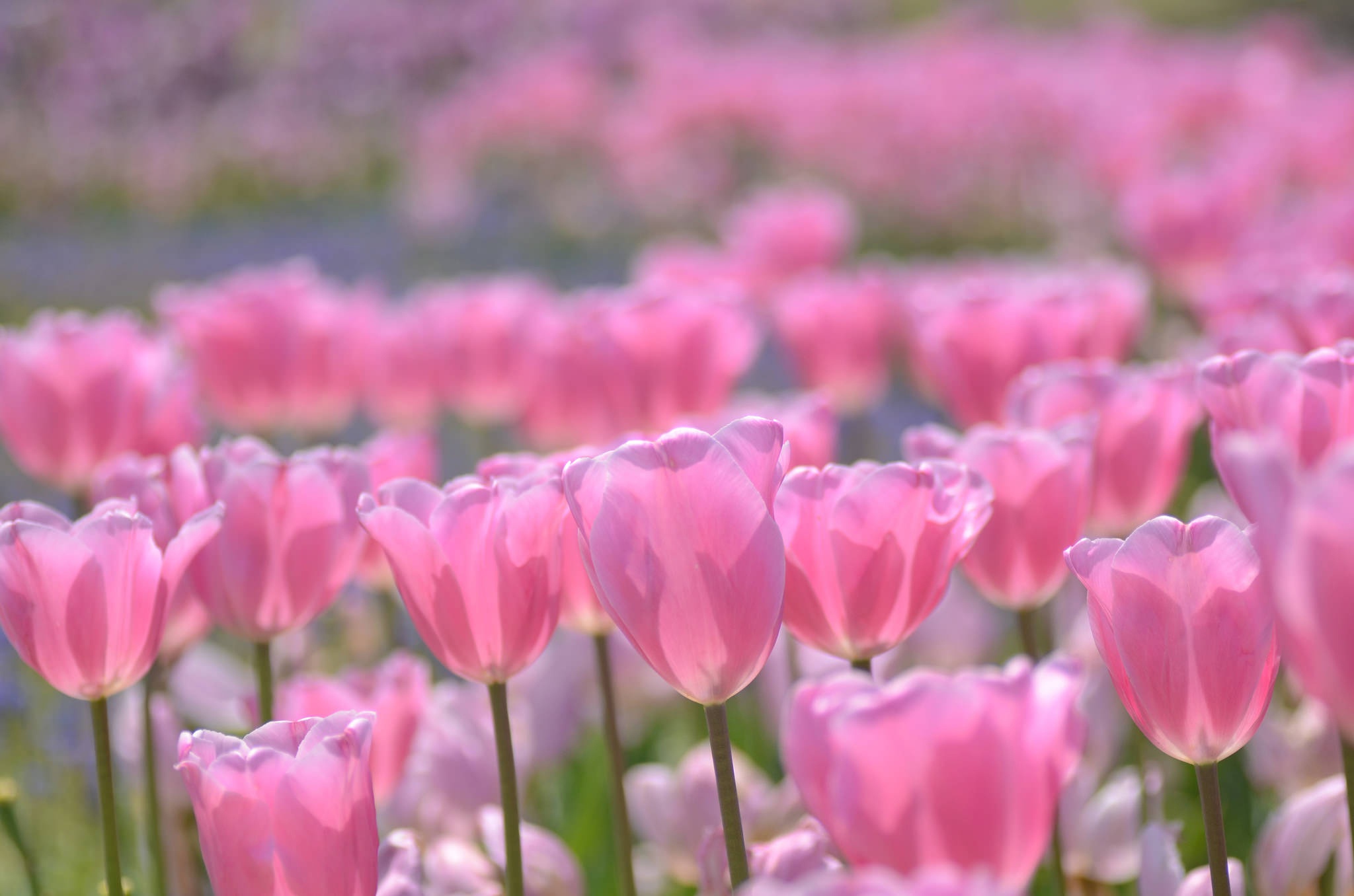 Download mobile wallpaper Nature, Flowers, Summer, Flower, Blur, Earth, Tulip, Pink Flower for free.