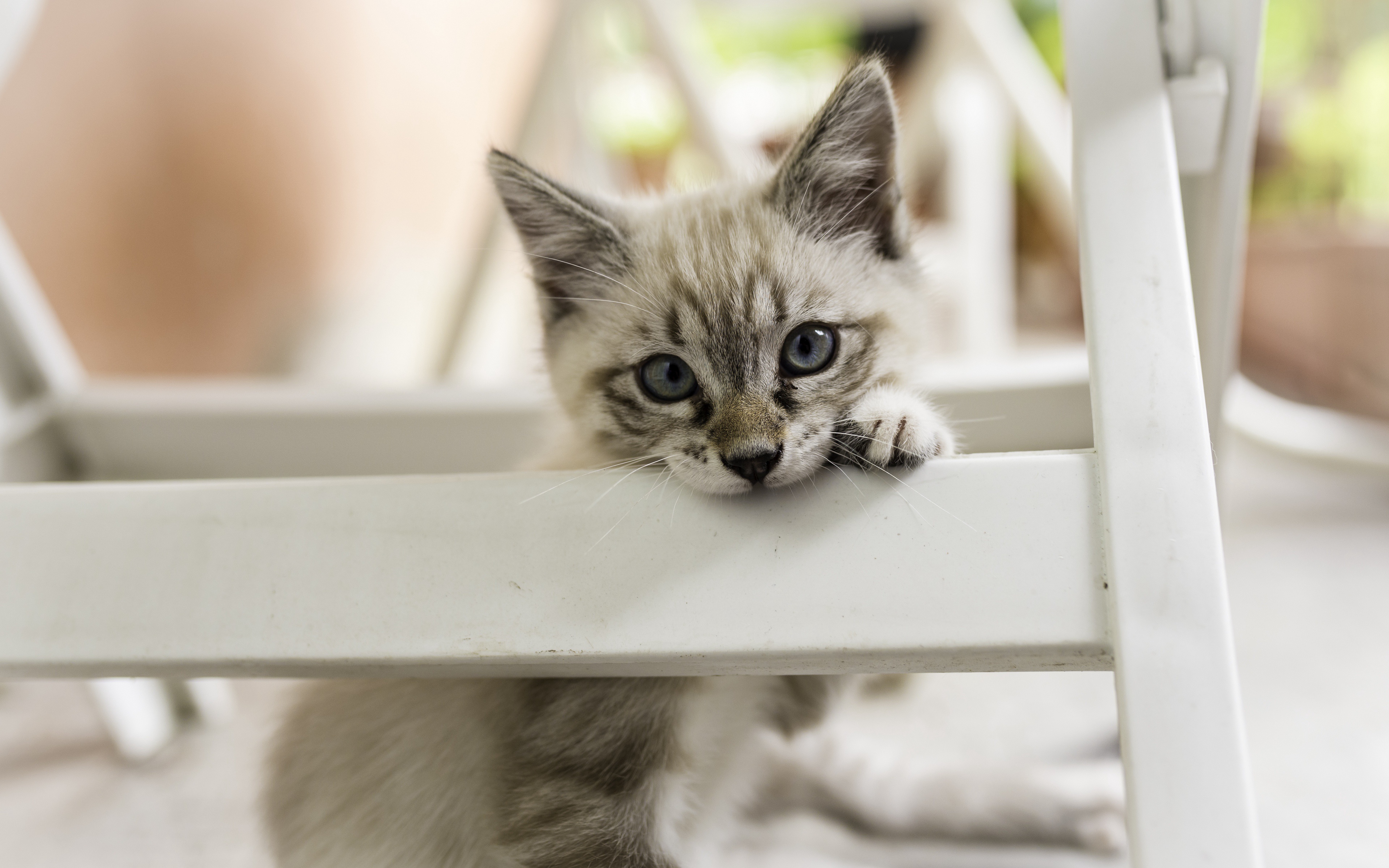 Téléchargez gratuitement l'image Animaux, Chats, Chat, Chaton, Bébé Animal sur le bureau de votre PC