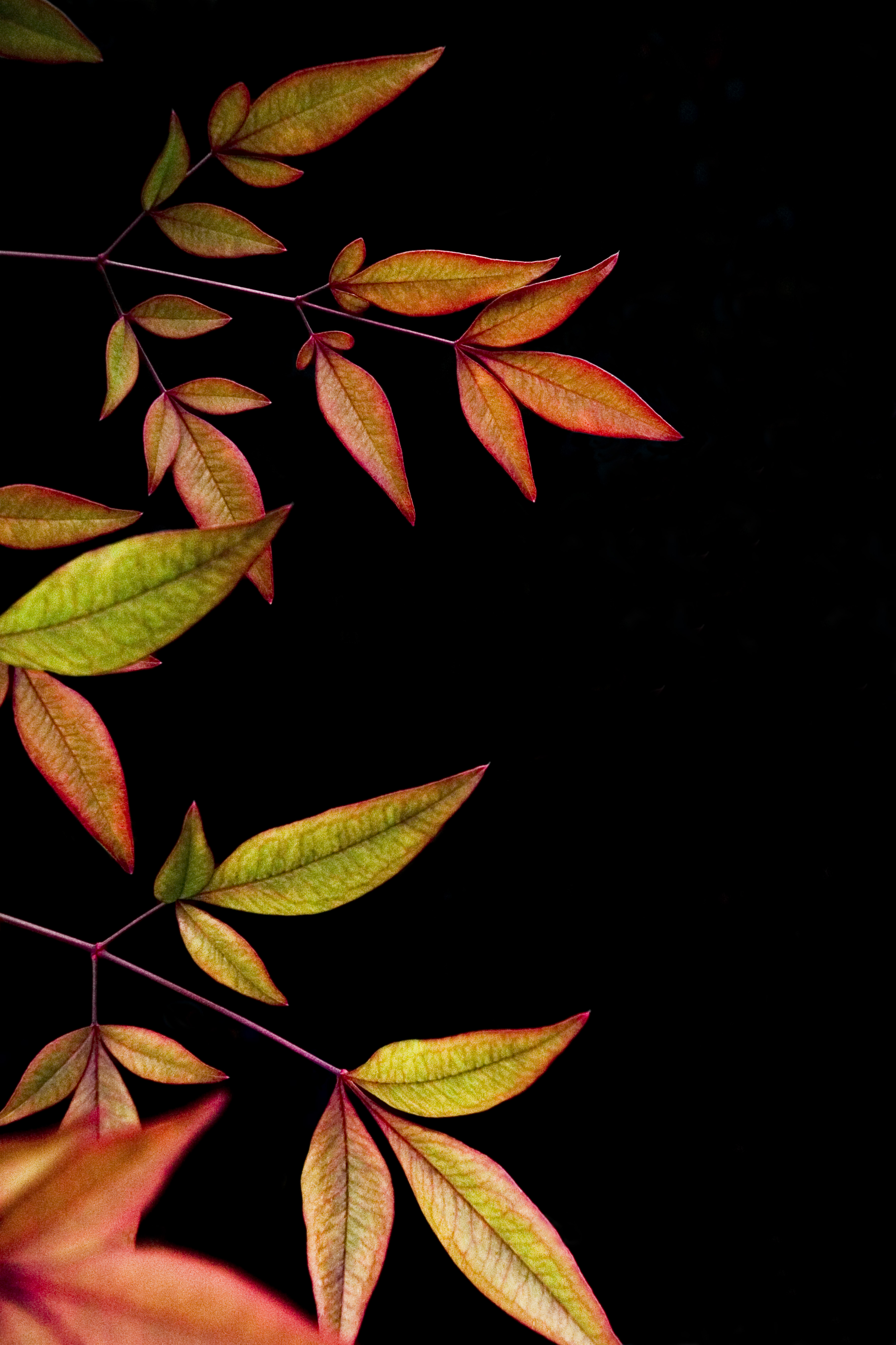 android dark, leaves, black background, branch