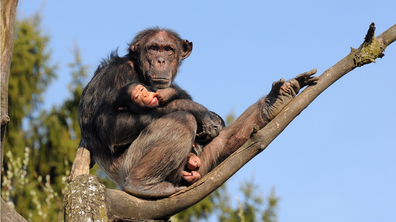 272236 Bild herunterladen tiere, schimpanse, tierbaby, süß, affen - Hintergrundbilder und Bildschirmschoner kostenlos