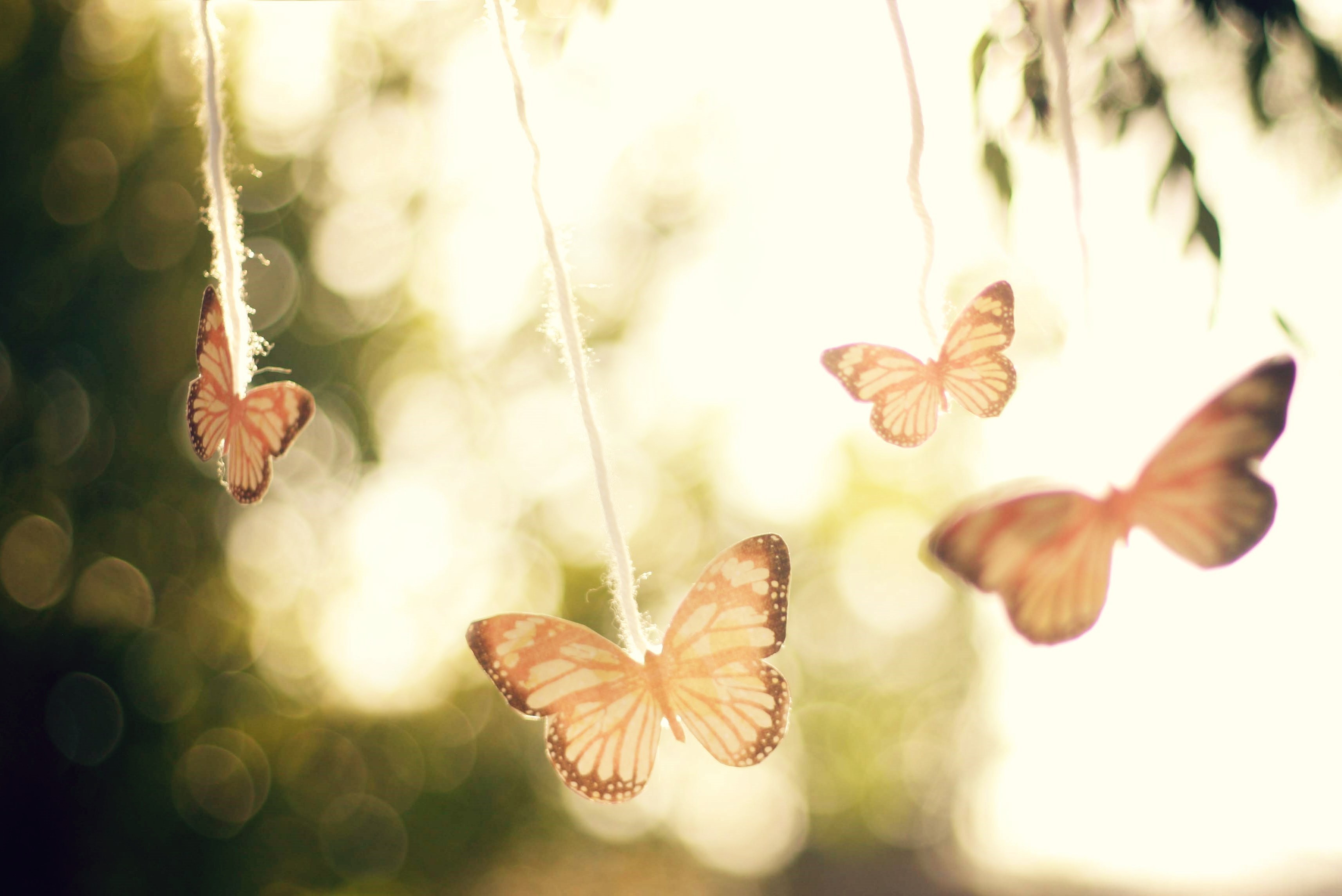 Free download wallpaper Butterfly, Dream, Mood, Artistic, Photography on your PC desktop