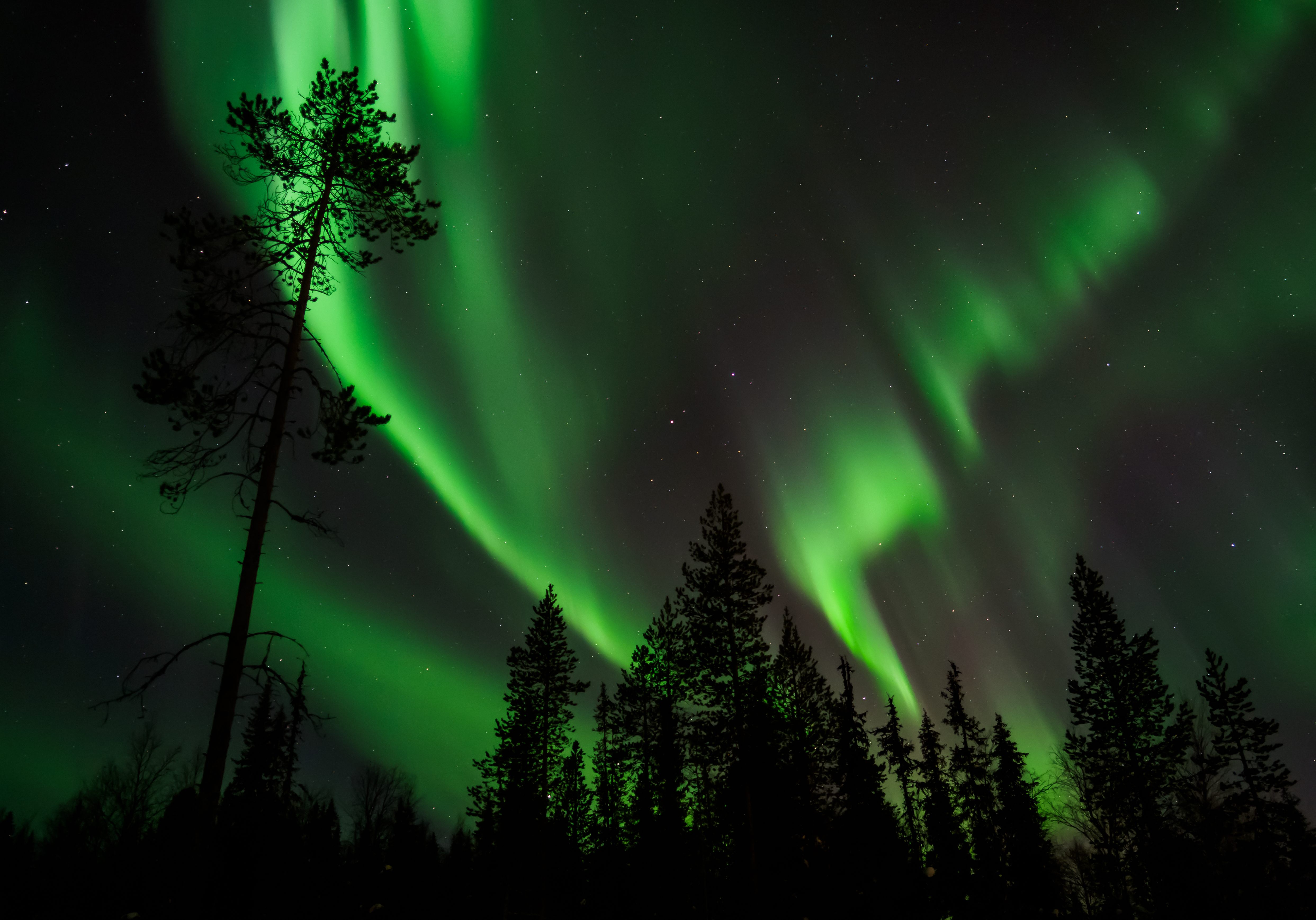 northern lights, pine, dark, starry sky, aurora borealis