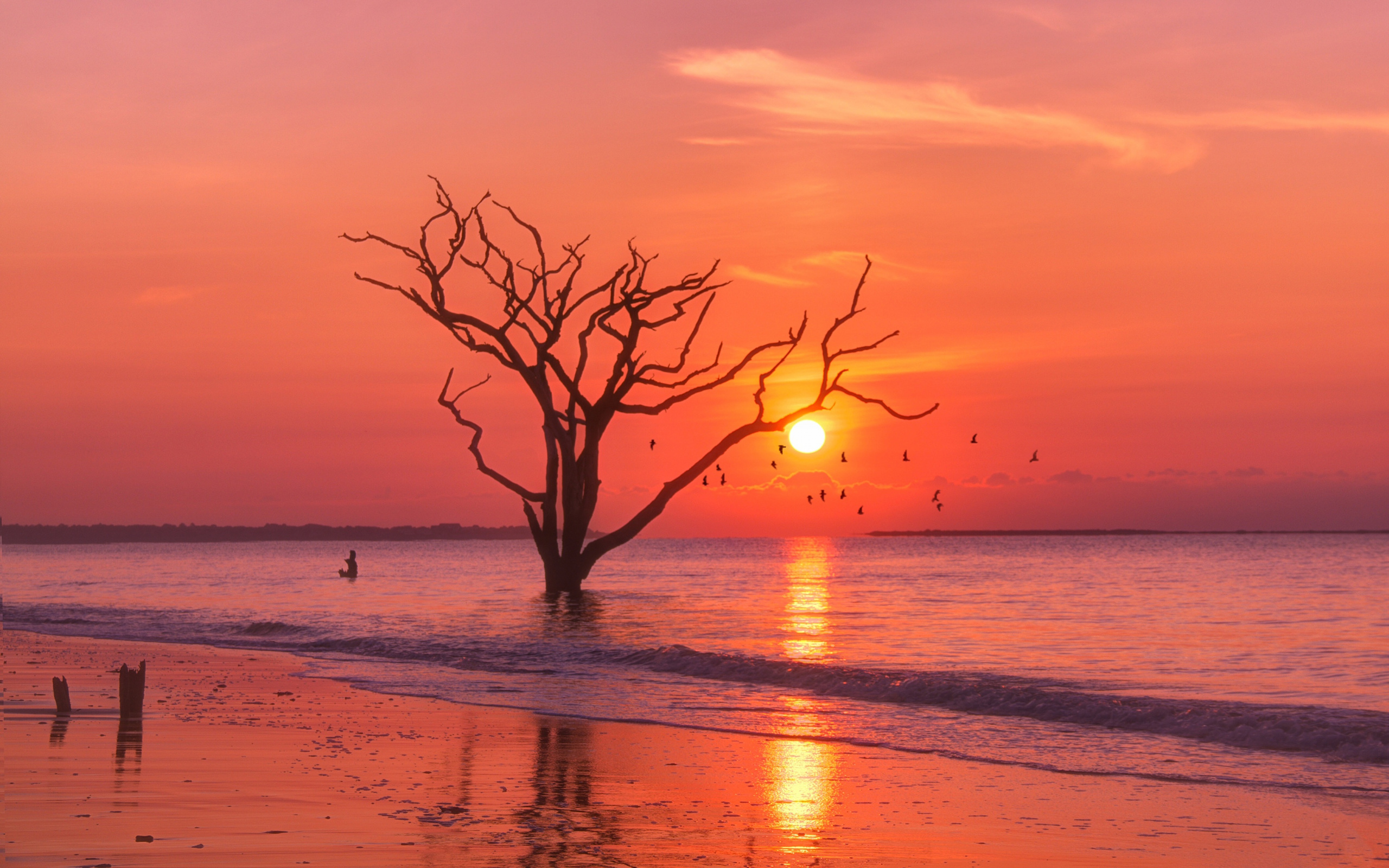 Download mobile wallpaper Sunset, Sun, Beach, Tree, Ocean, Earth for free.