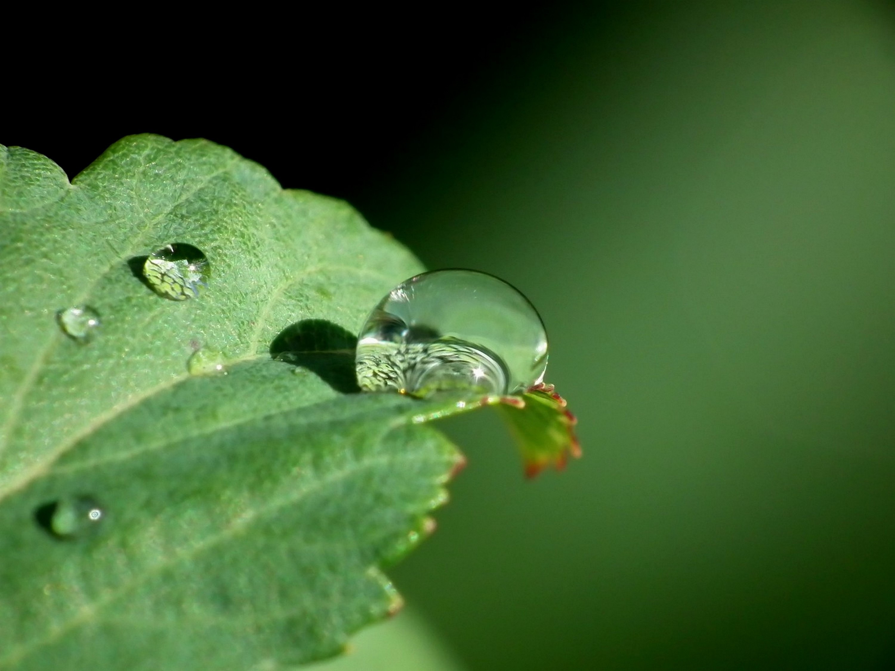 Free download wallpaper Nature, Macro, Leaf, Earth, Water Drop on your PC desktop