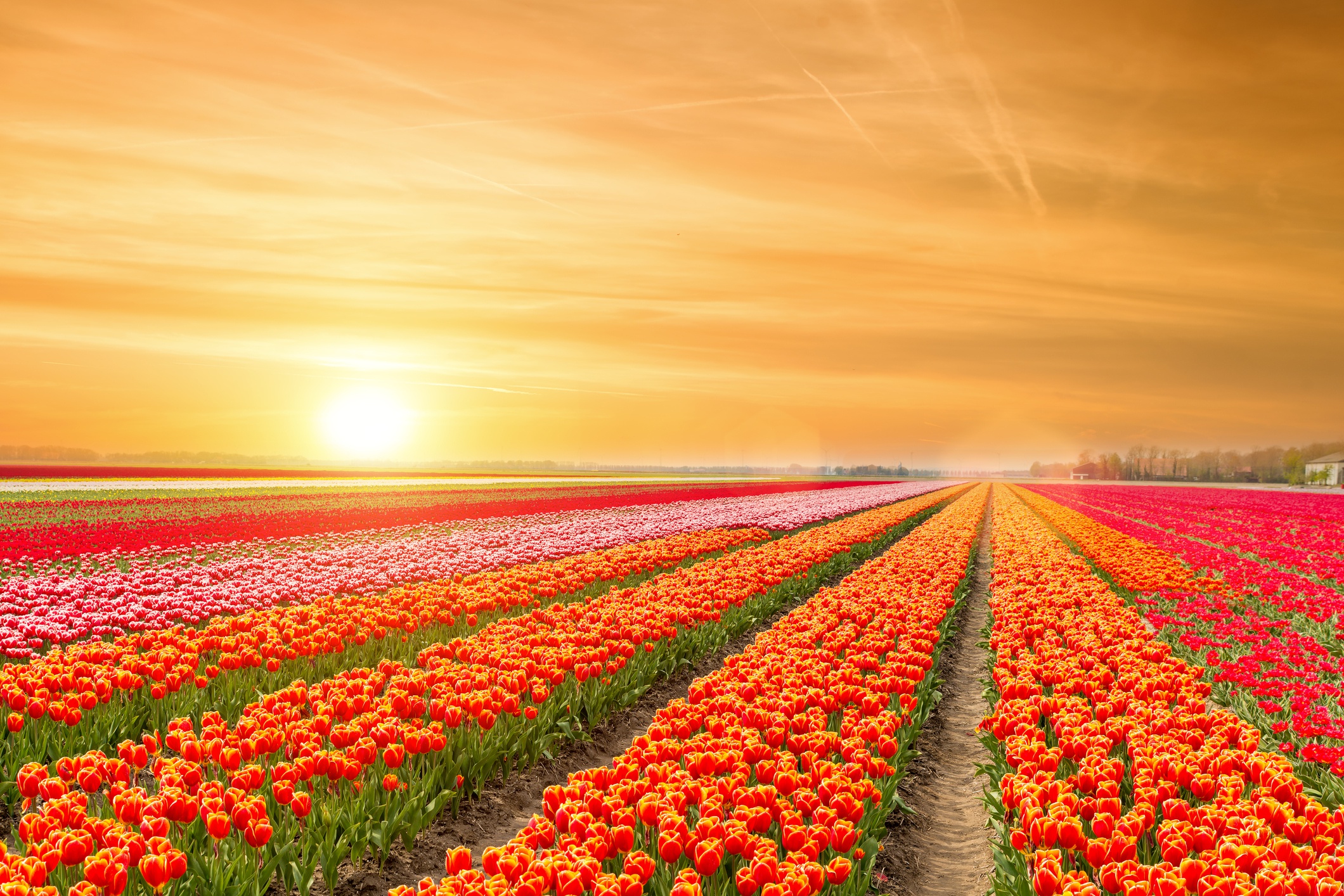 Free download wallpaper Flowers, Sunrise, Earth, Field, Tulip on your PC desktop