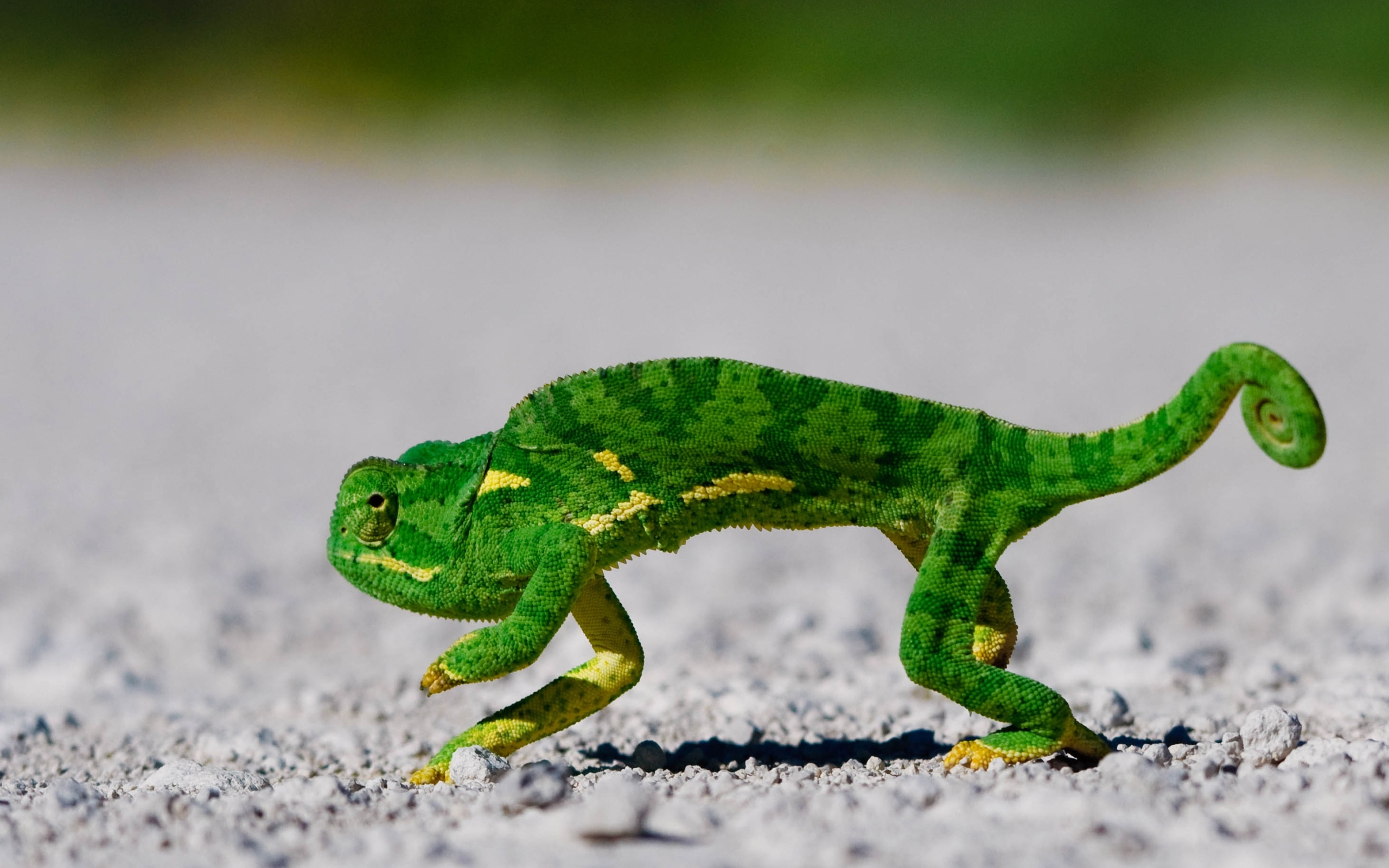 167371 descargar imagen animales, camaleón, reptiles: fondos de pantalla y protectores de pantalla gratis