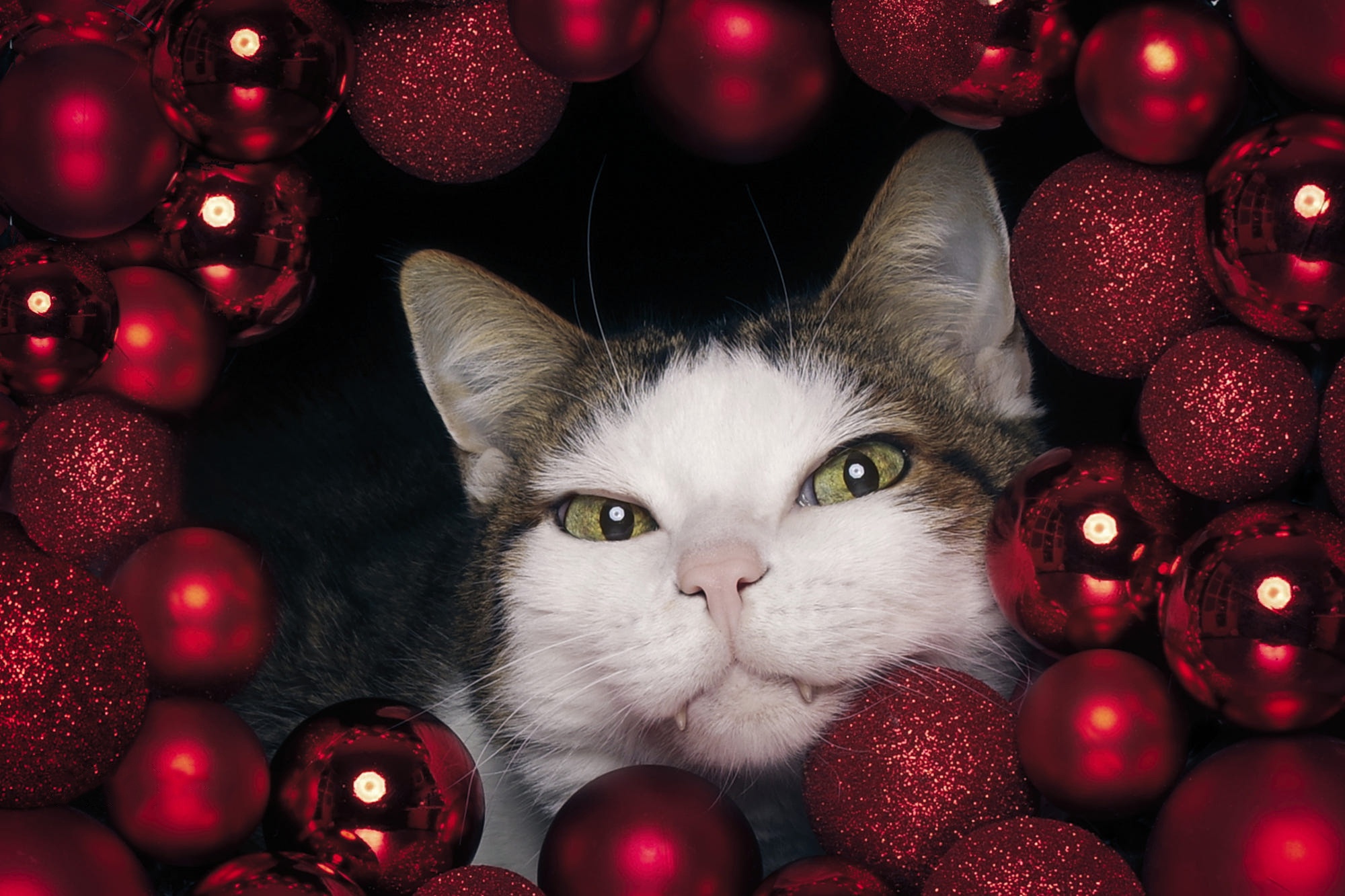 Download mobile wallpaper Cats, Cat, Animal, Bauble for free.