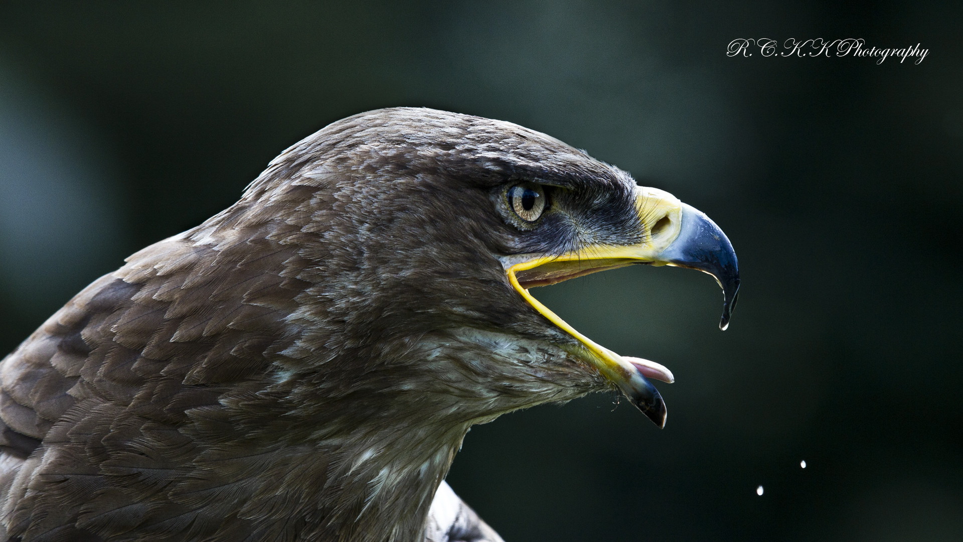 Téléchargez gratuitement l'image Animaux, Aigle, Des Oiseaux sur le bureau de votre PC