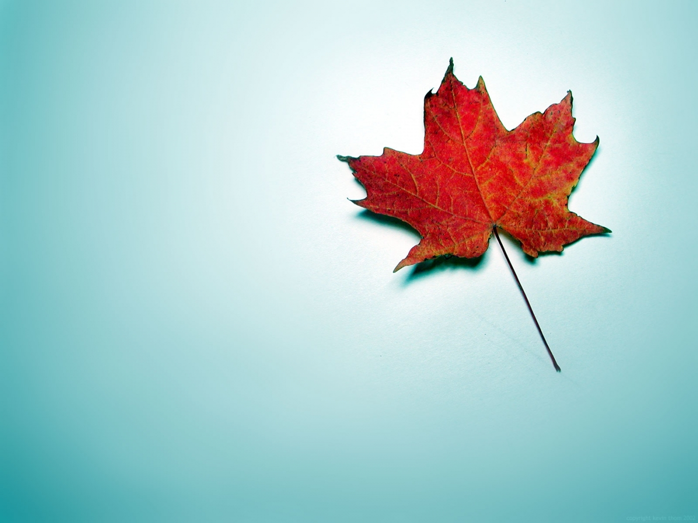 background, leaves, turquoise Image for desktop