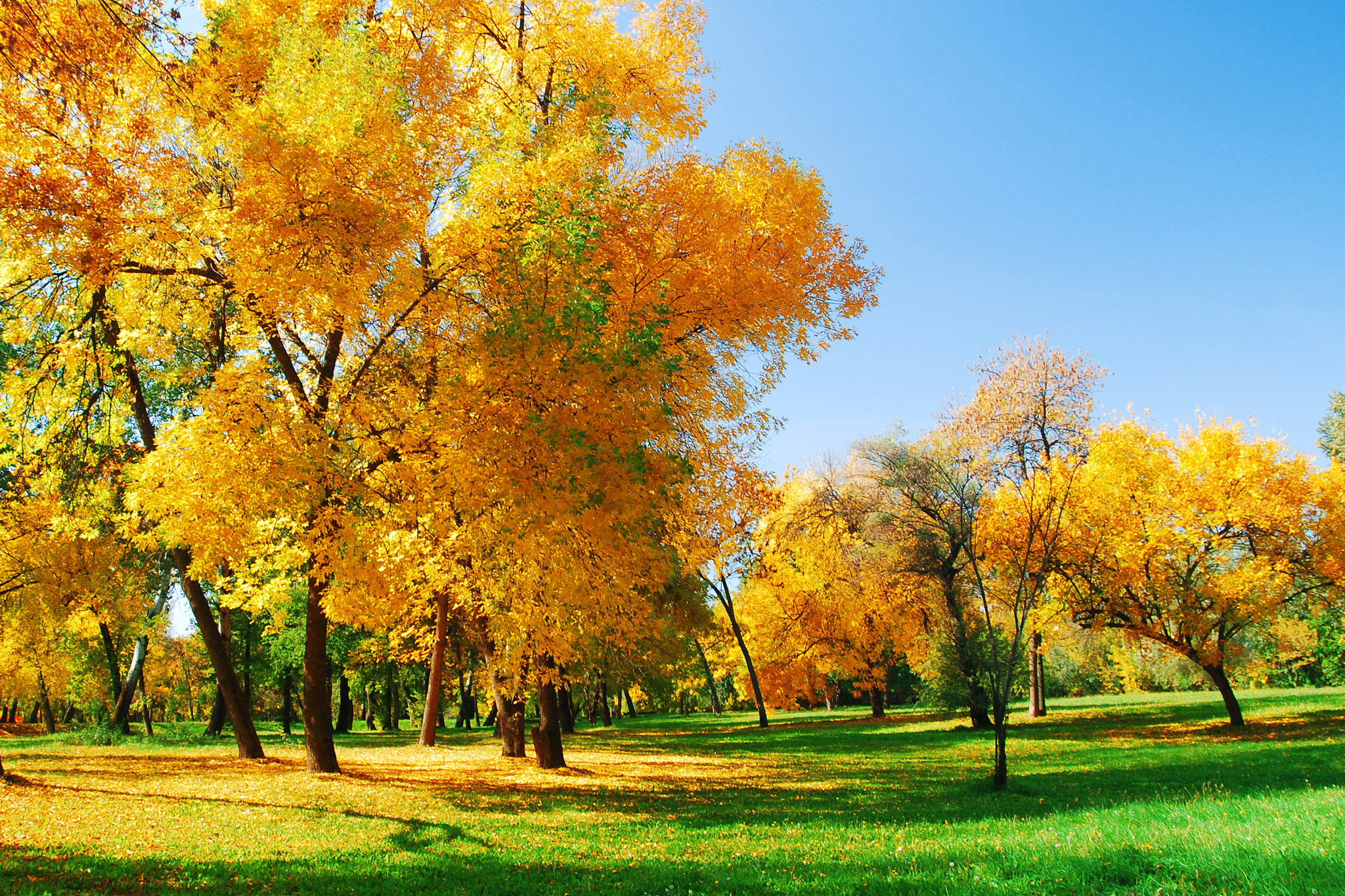 PCデスクトップに木, 秋, 公園, 地球, 黄色, 写真撮影, 分野画像を無料でダウンロード